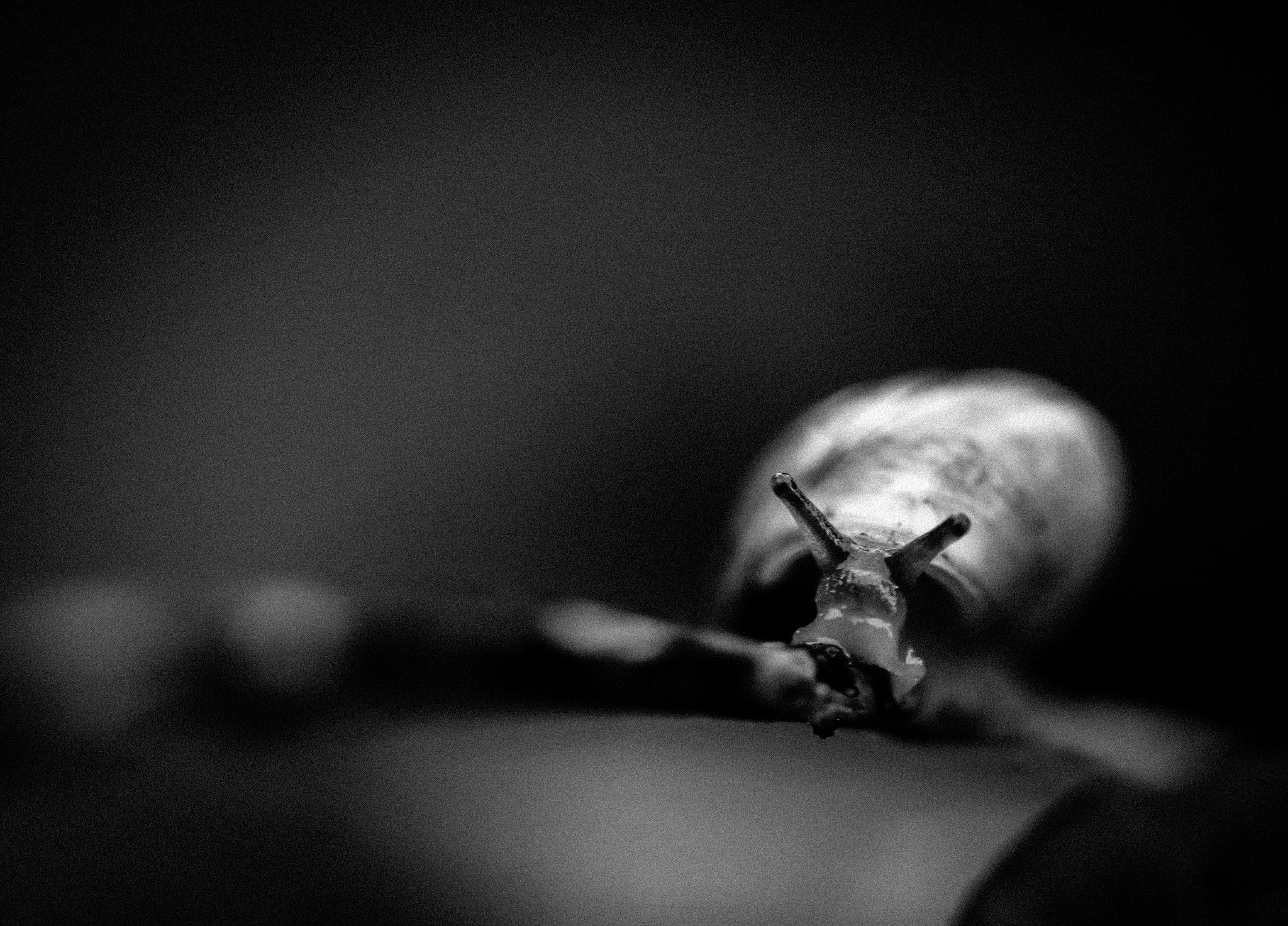 Sigma 105mm F2.8 EX DG OS HSM sample photo. Like a snail on a branch... photography