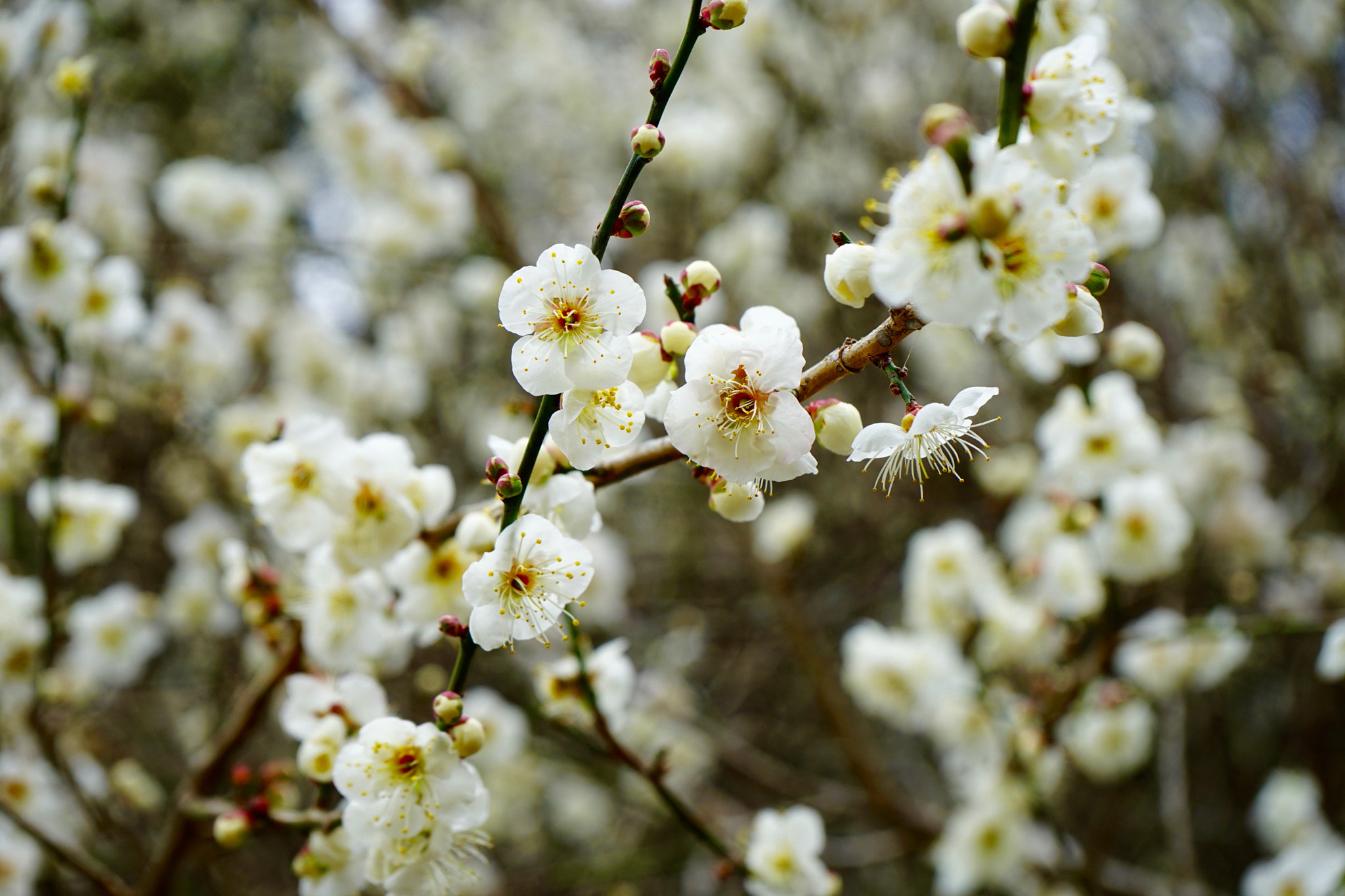 Sony FE 28-70mm F3.5-5.6 OSS sample photo. White cherry blossoms photography