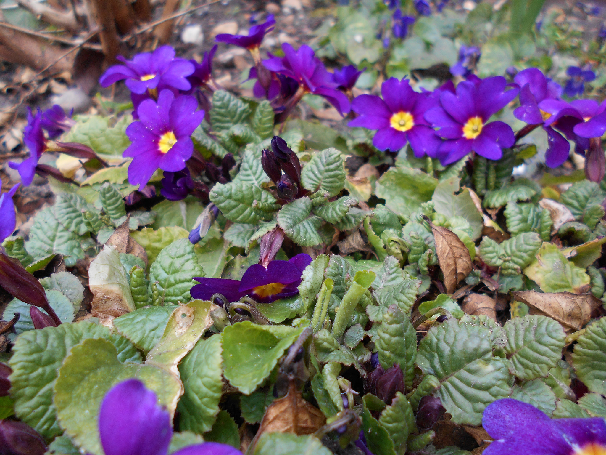 Nikon Coolpix S2900 sample photo. Group of purple flowers photography