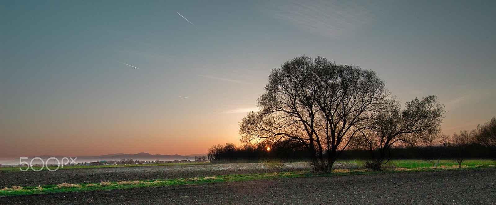 Tokina AT-X Pro 12-24mm F4 (IF) DX sample photo. The tree photography