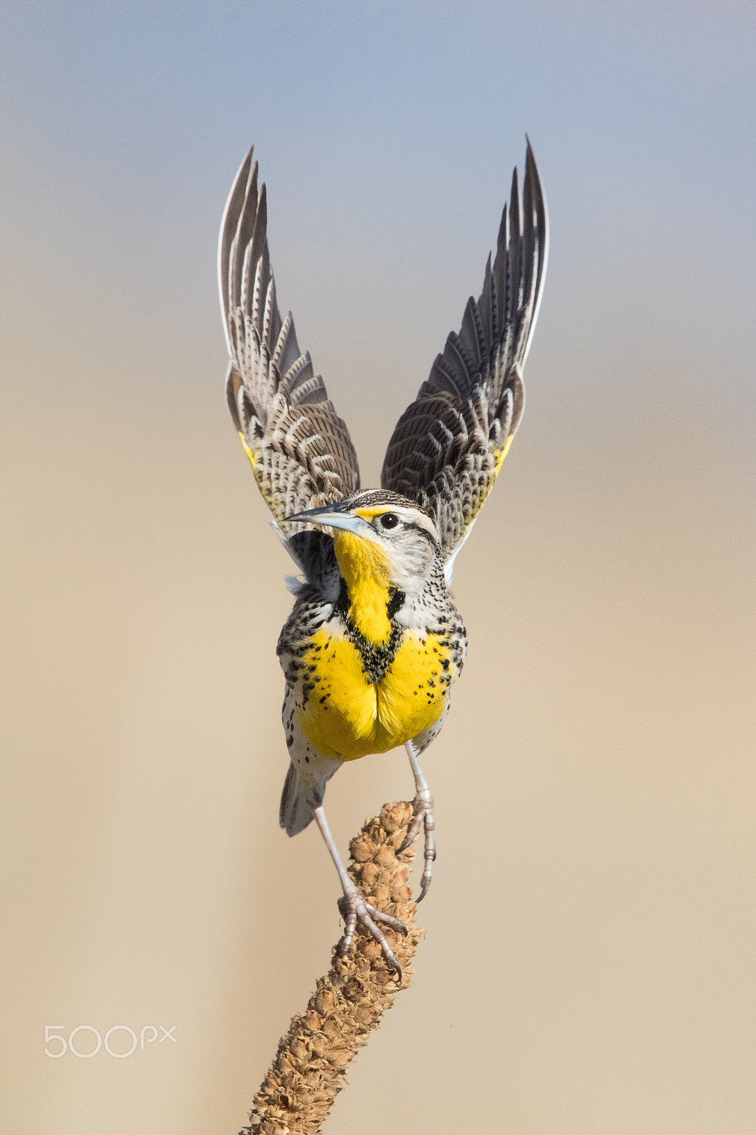 Canon EF 600mm F4L IS II USM sample photo. "touchdown" photography