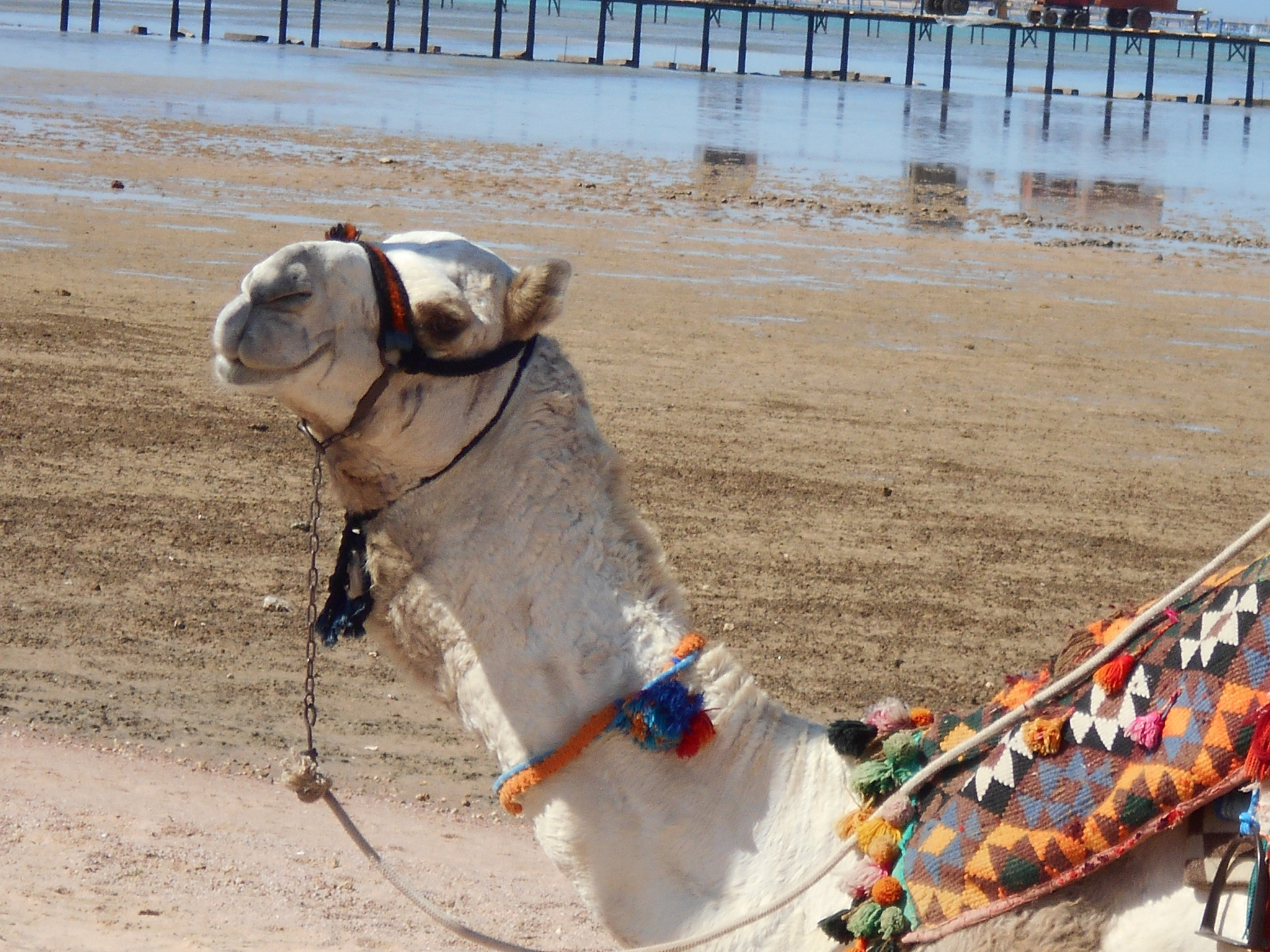 Nikon Coolpix S2900 sample photo. Camel smiling photography