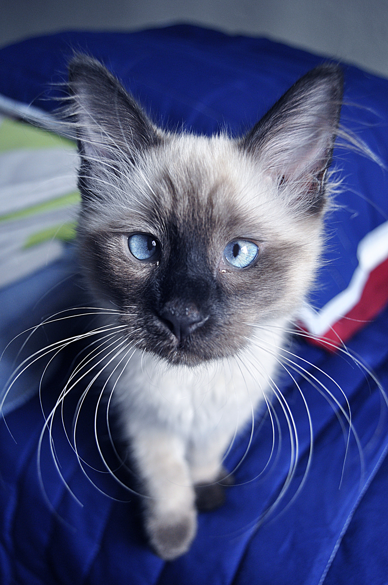 Nikon D90 sample photo. Hello cat photography