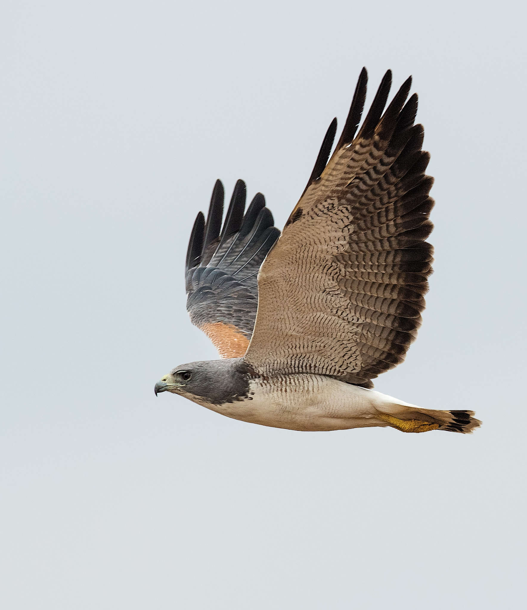 Nikon D5 sample photo. White tailed hawk photography
