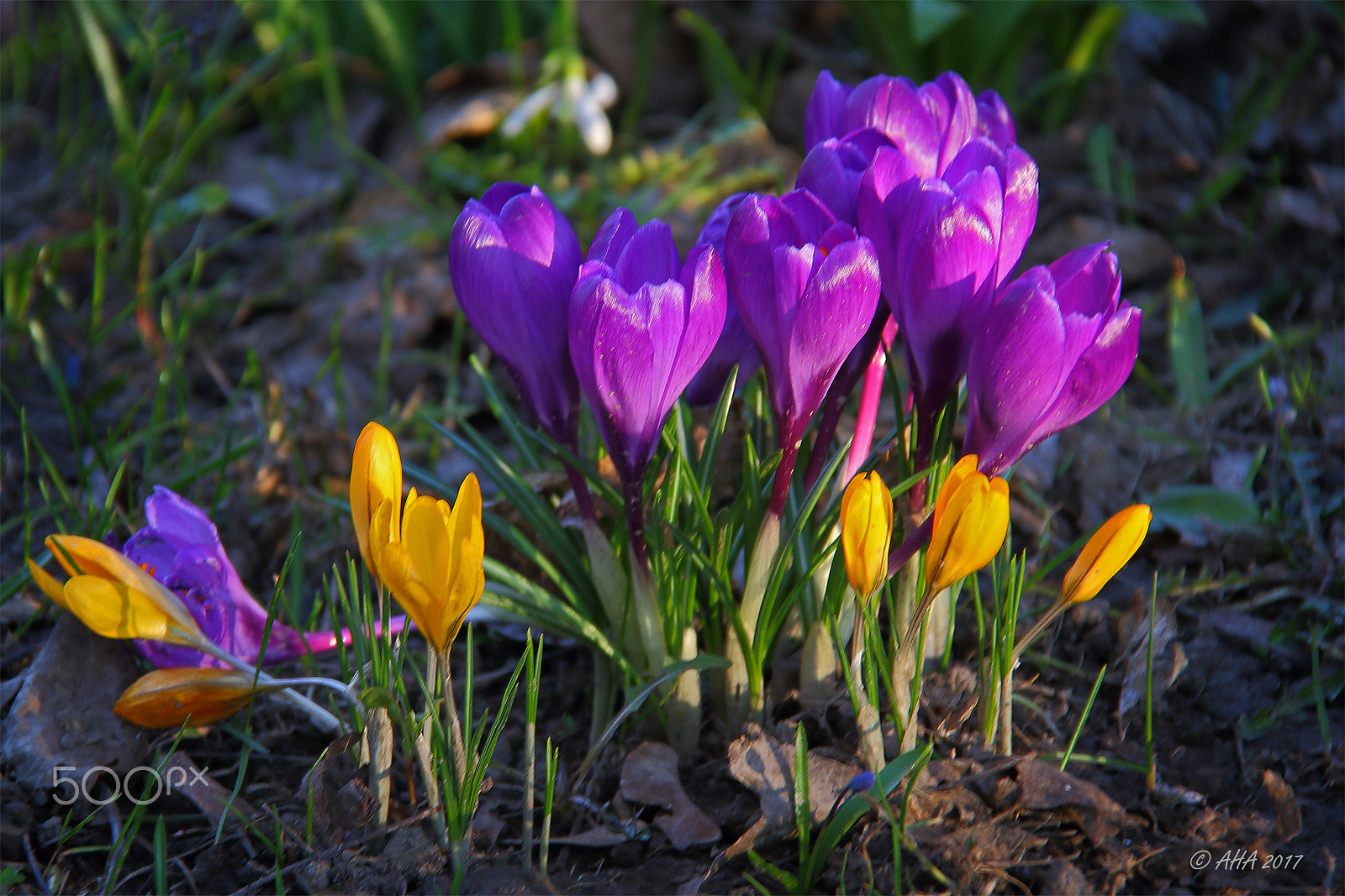 Canon EF-S 18-200mm F3.5-5.6 IS sample photo. Flowerpower photography