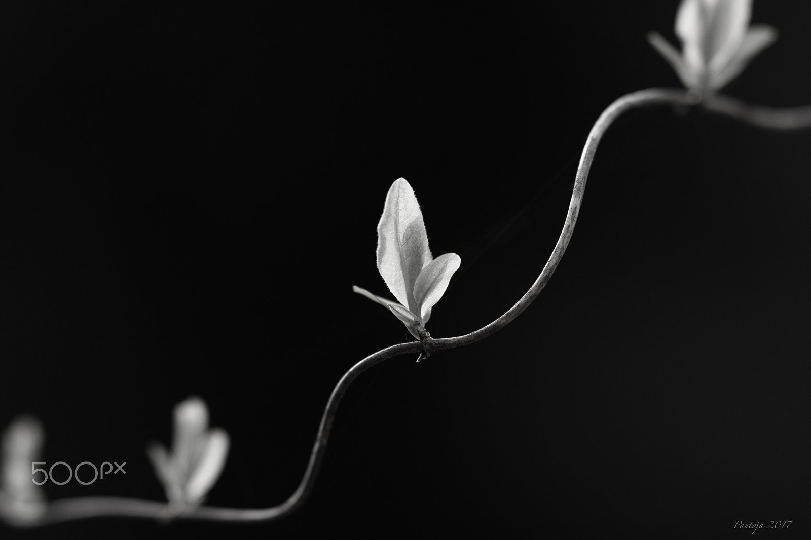 Sony Sonnar T* 135mm F1.8 ZA sample photo. Curves photography