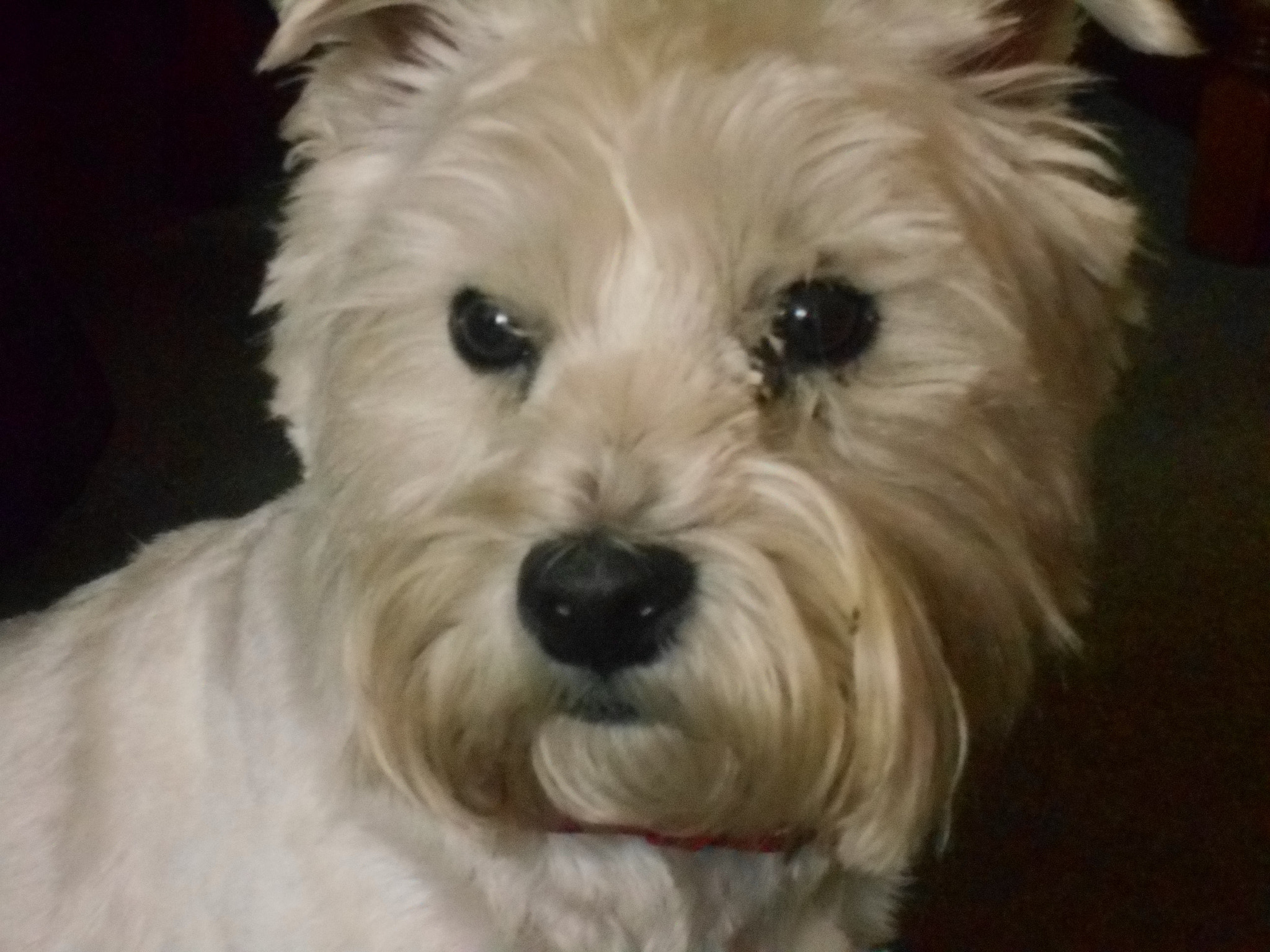 Nikon Coolpix S2900 sample photo. Westie photography