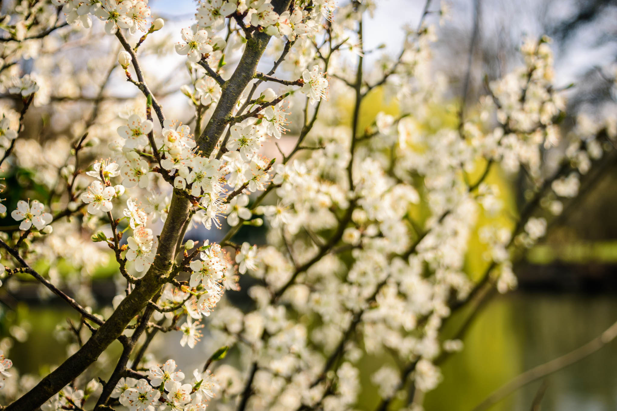 Nikon D7200 sample photo. Spring blossom photography