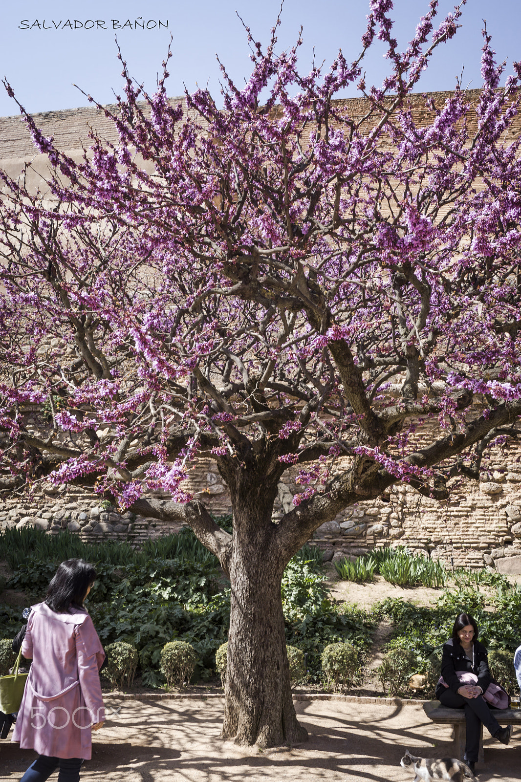 Sony SLT-A65 (SLT-A65V) sample photo. Almendro en flor photography