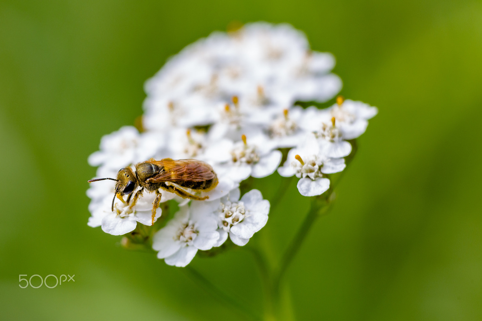 Canon EF 70-300mm F4-5.6L IS USM sample photo. Zooming in photography