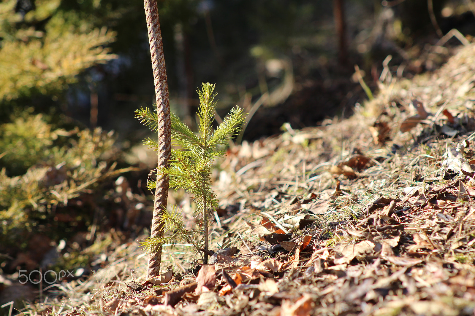 Canon EOS 700D (EOS Rebel T5i / EOS Kiss X7i) + EF75-300mm f/4-5.6 sample photo. Aller anfang ist schwer photography