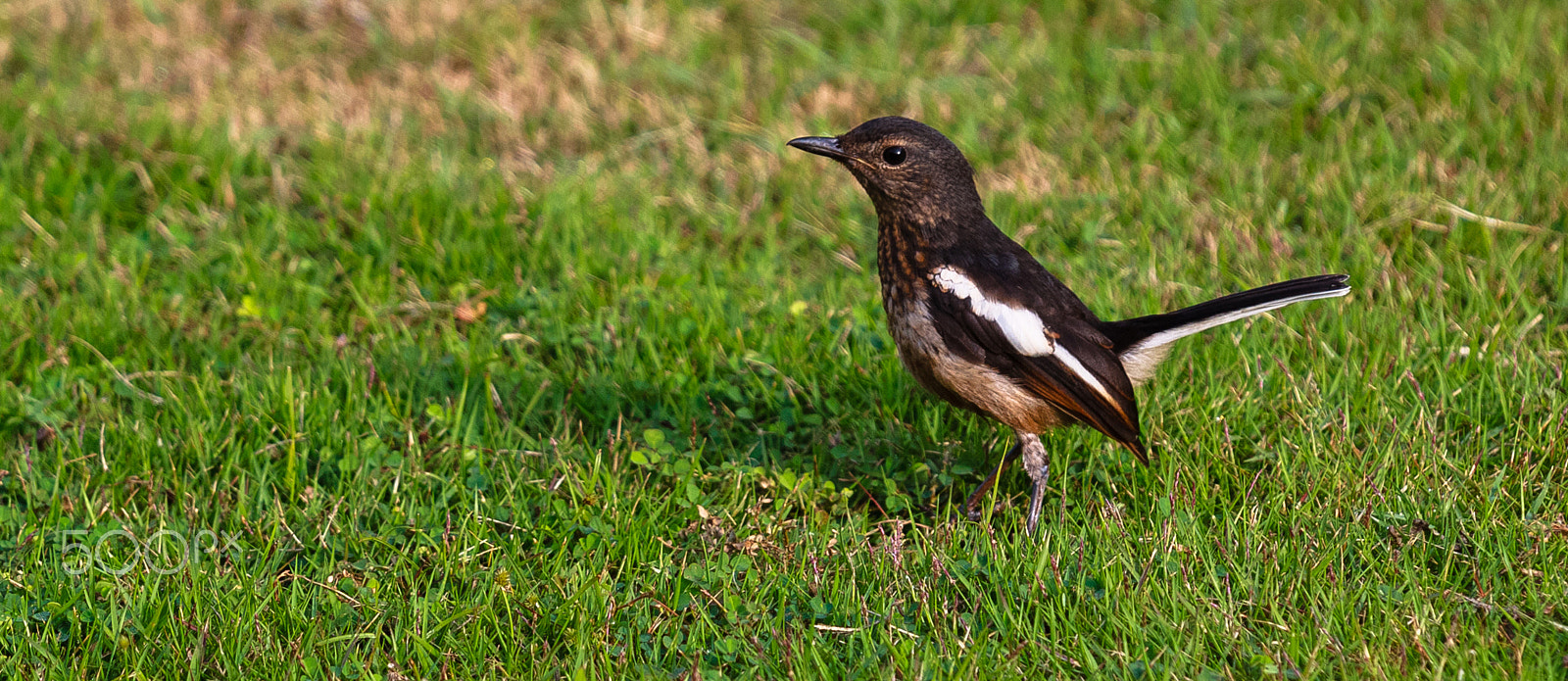 Canon EOS 500D (EOS Rebel T1i / EOS Kiss X3) + Canon EF 70-200mm F4L IS USM sample photo. About to call.. photography