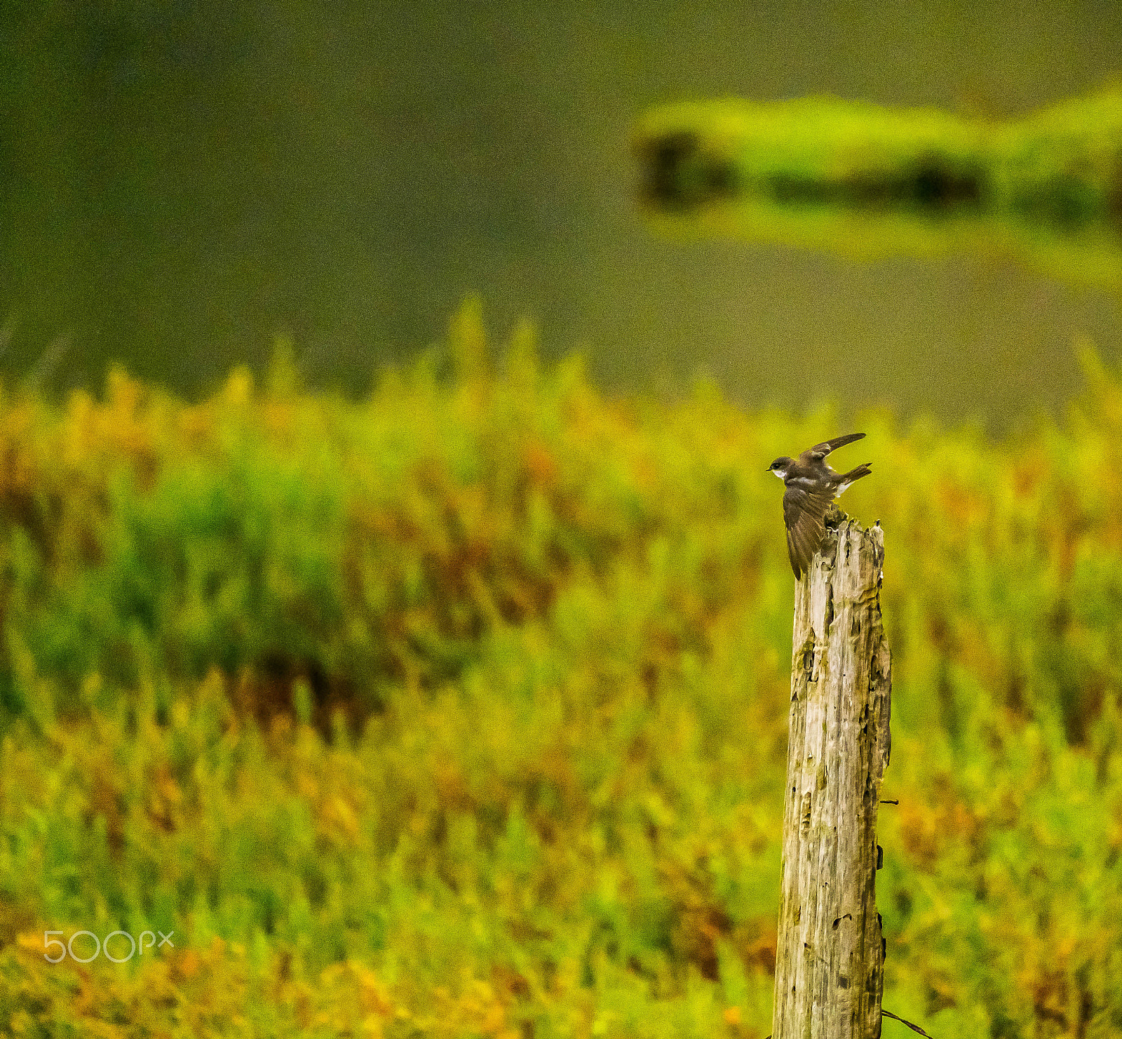 Fujifilm XF 100-400mm F4.5-5.6 R LM OIS WR sample photo. Bird on a fencepost photography