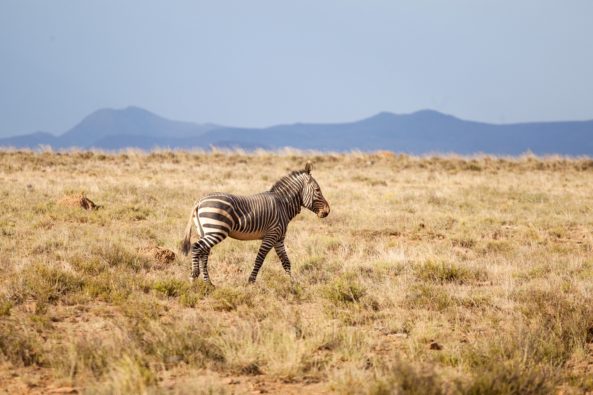 Canon EOS 5D Mark II + Canon EF 70-200mm F4L USM sample photo. Strong and proud photography