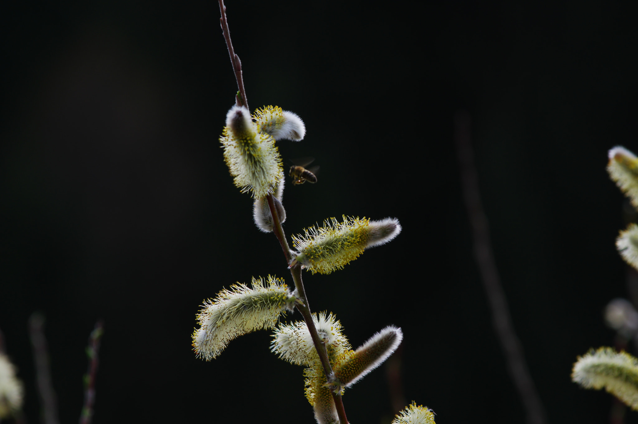 Pentax K-3 II + Pentax smc DA* 60-250mm F4.0 ED (IF) SDM sample photo