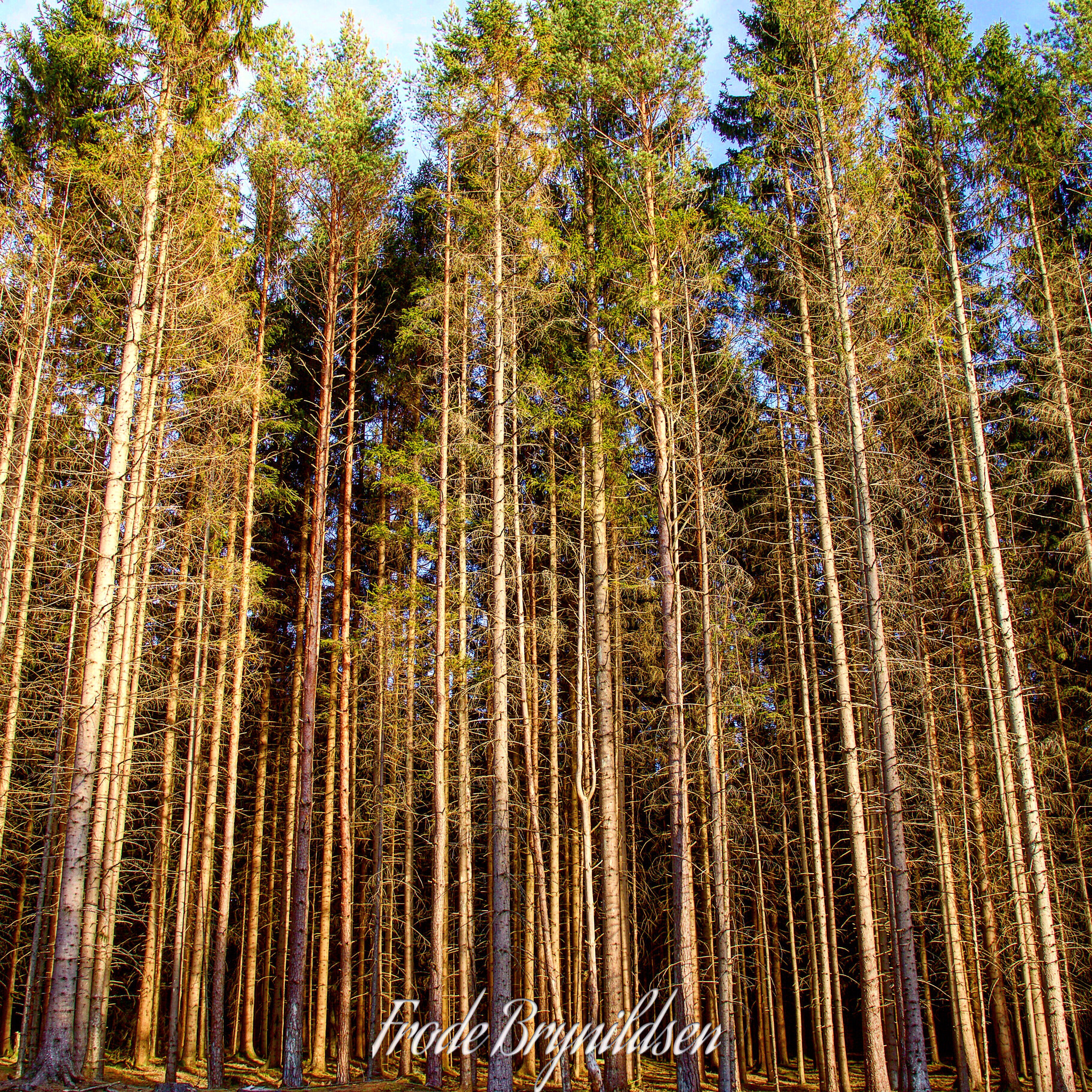 Canon EOS 7D Mark II sample photo. Tall trees in the sunshine photography