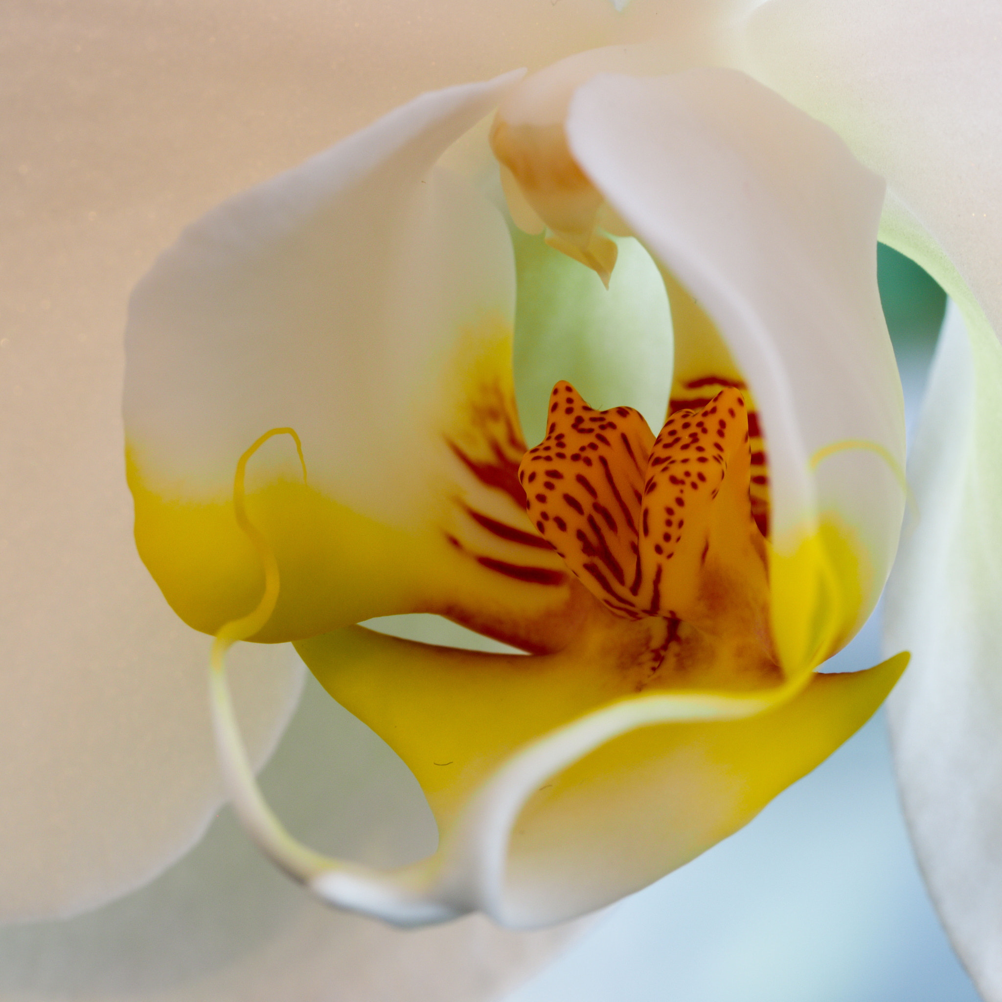 Olympus OM-D E-M1 Mark II sample photo. The orchid photography
