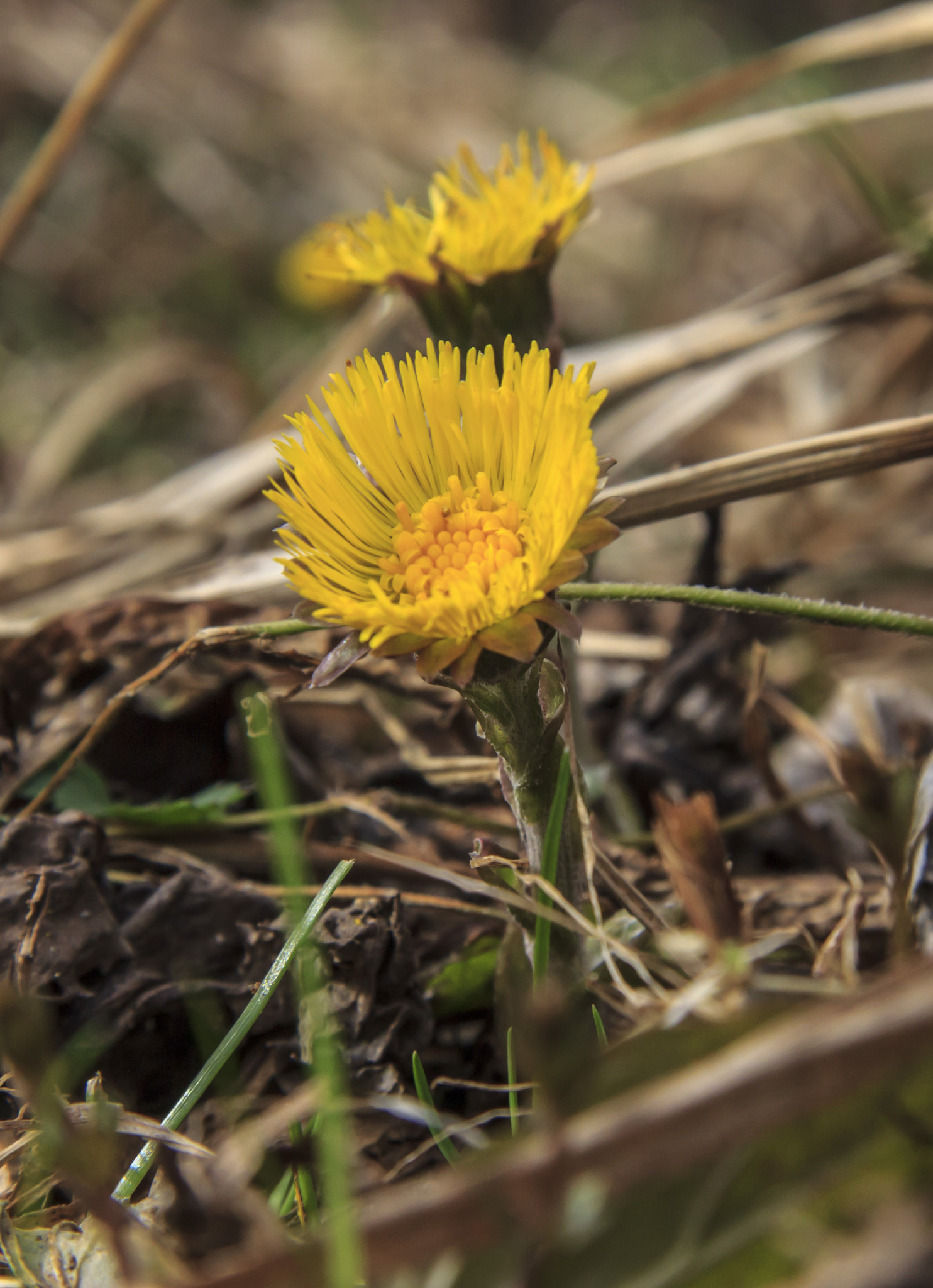 Canon EOS 60D + Canon EF-S 17-85mm F4-5.6 IS USM sample photo