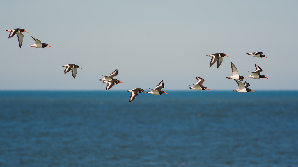 Nikon D7100 + Nikon AF-S Nikkor 300mm F4D ED-IF sample photo. Oystercatchers photography