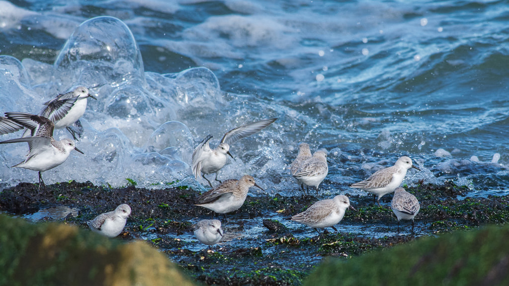 Nikon D7100 + Nikon AF-S Nikkor 300mm F4D ED-IF sample photo. Sanderlings photography