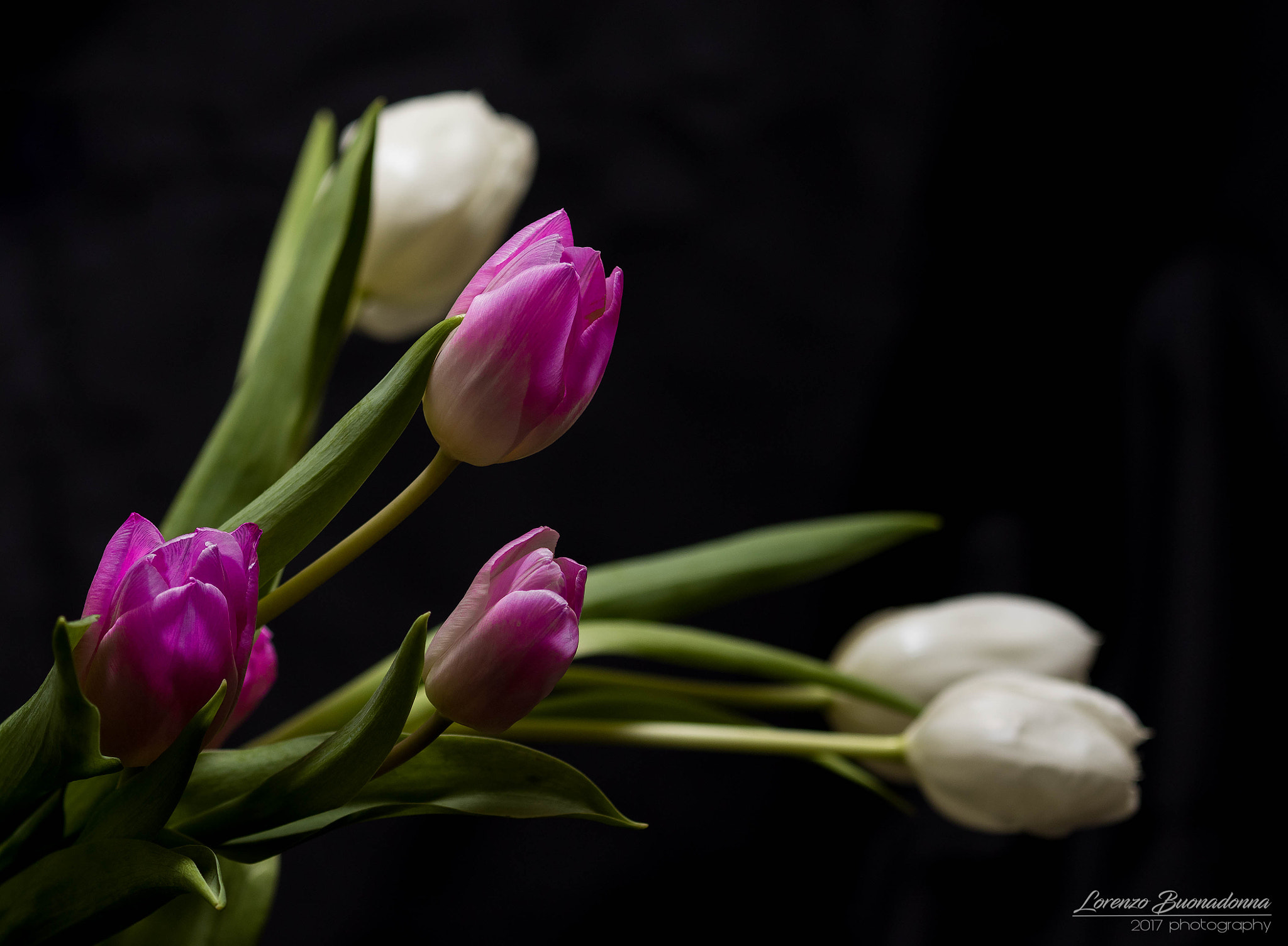 Canon EF 70-200mm F4L IS USM sample photo. Tulips photography