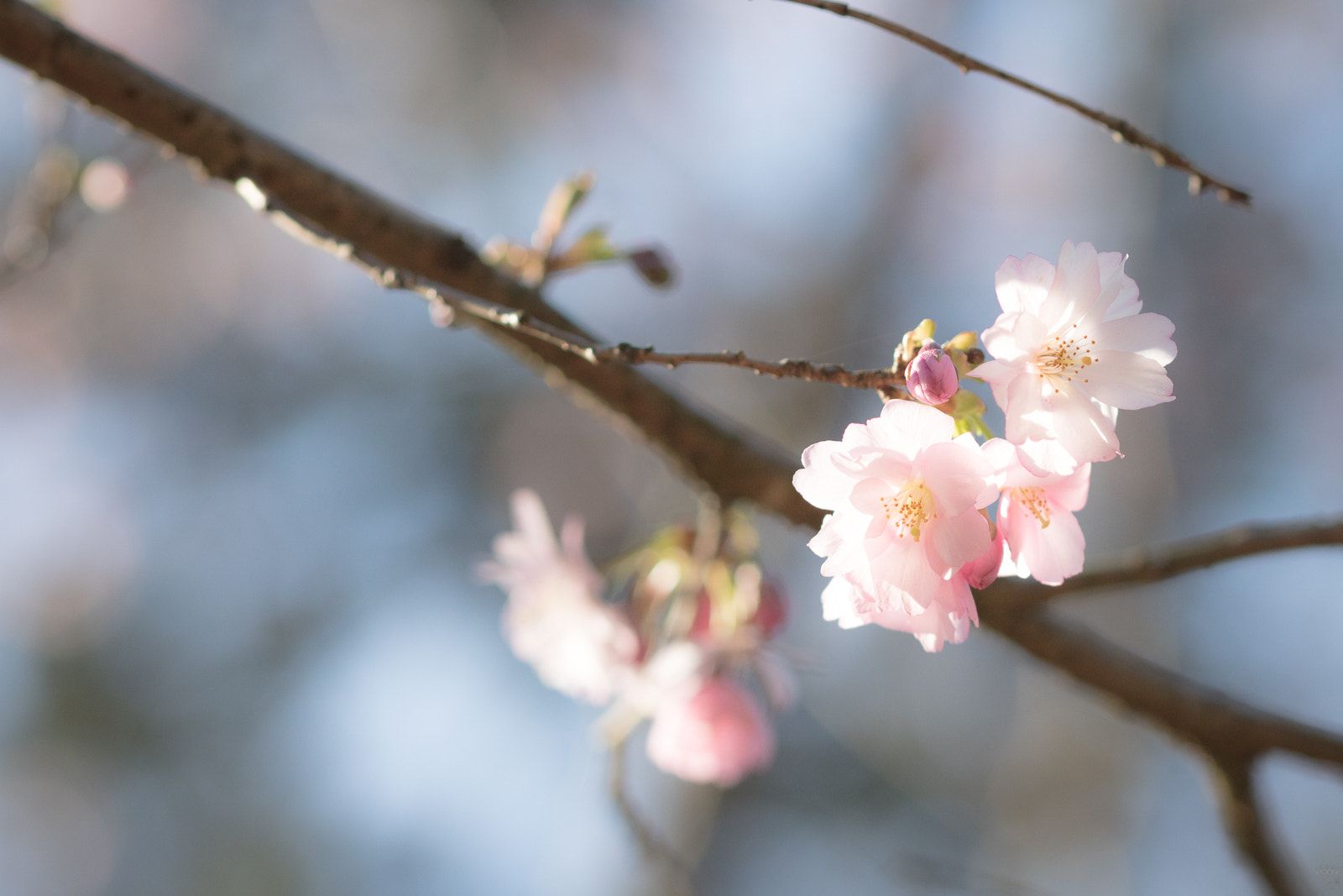 Canon EOS 750D (EOS Rebel T6i / EOS Kiss X8i) + Sigma 105mm F2.8 EX DG OS HSM sample photo. Spring iv photography