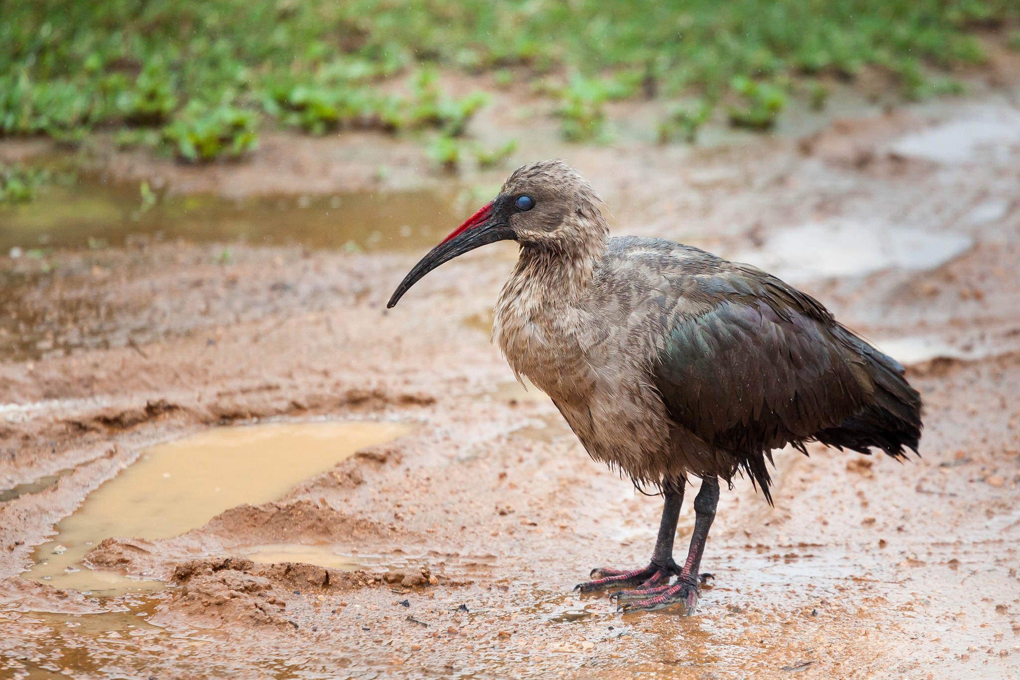 Canon EOS 5D Mark II + Canon EF 70-200mm F4L USM sample photo. ...hate that rain.... photography