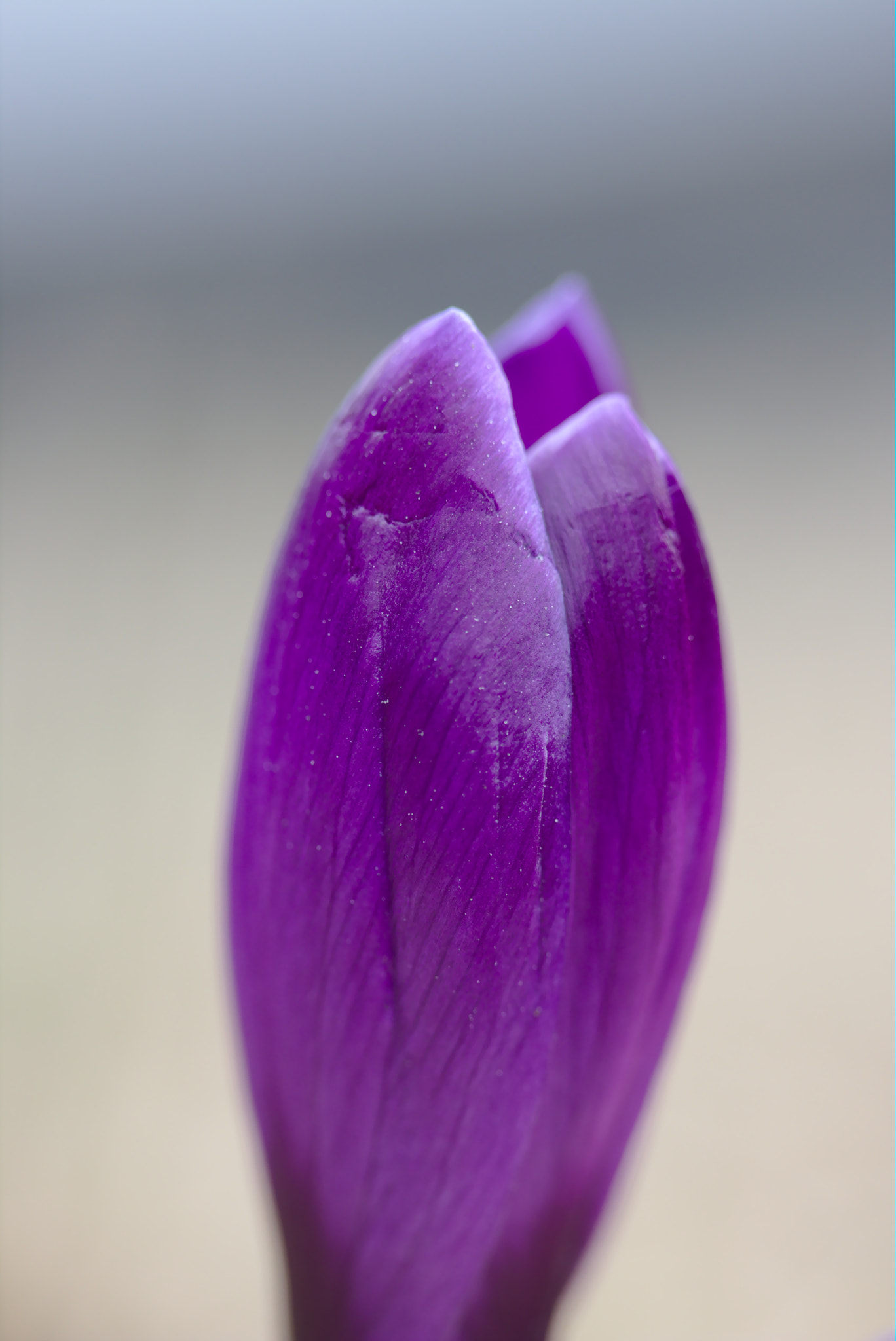 Canon EF-S 60mm F2.8 Macro USM sample photo. Minimalistic purple photography
