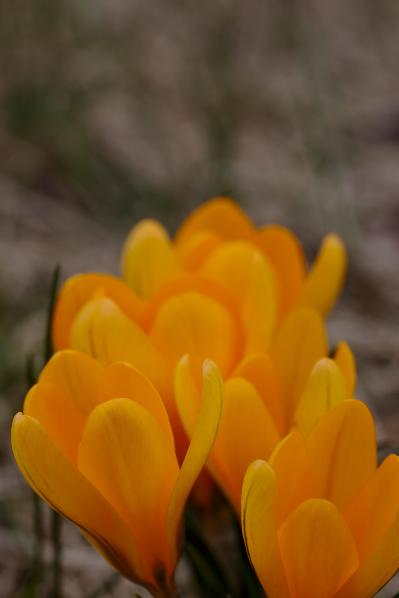 Canon EF-S 60mm F2.8 Macro USM sample photo. Warm yellow crocus photography
