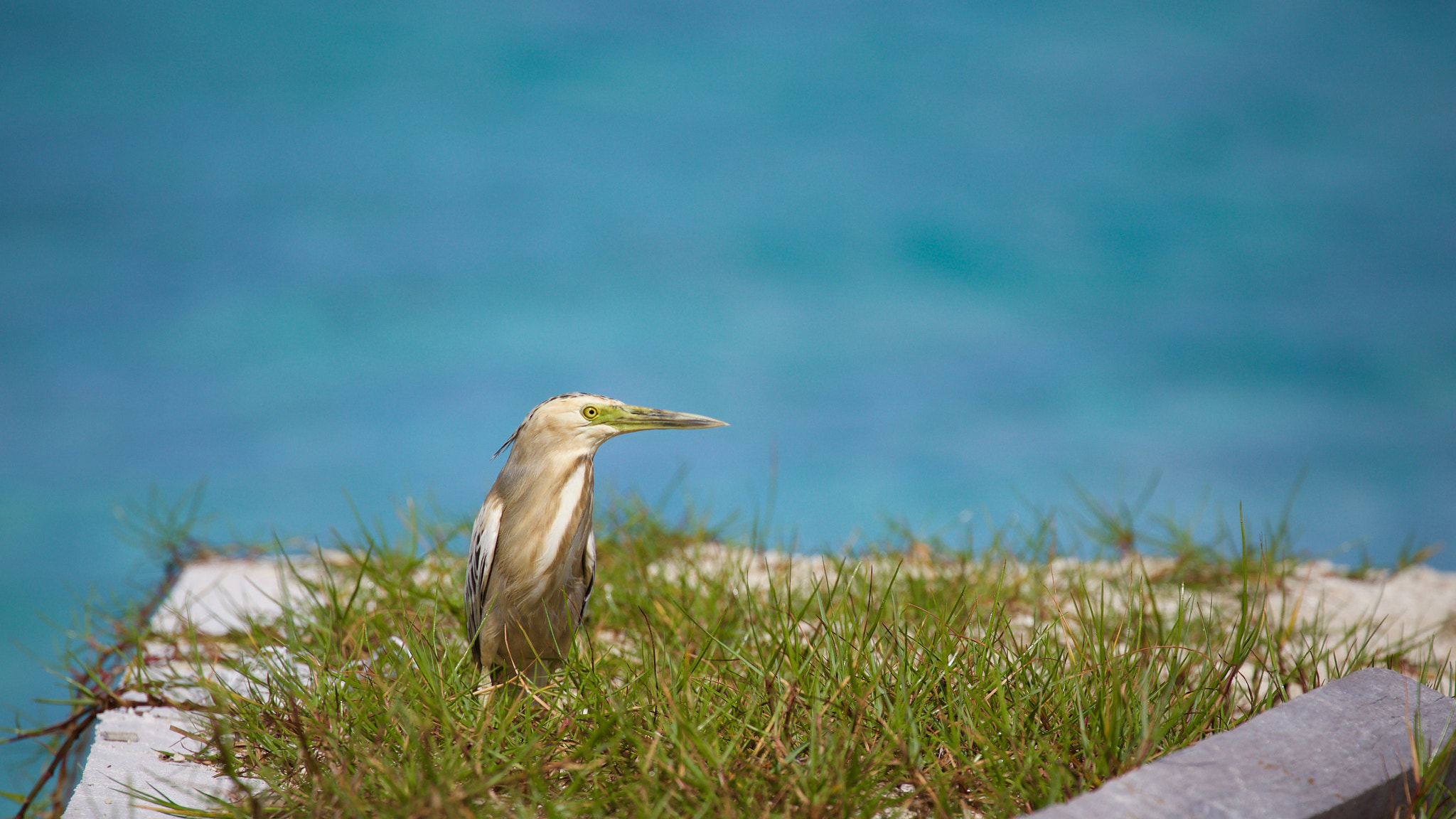 Canon EF 70-300mm F4-5.6L IS USM sample photo. Maldives vilamendhoo photography