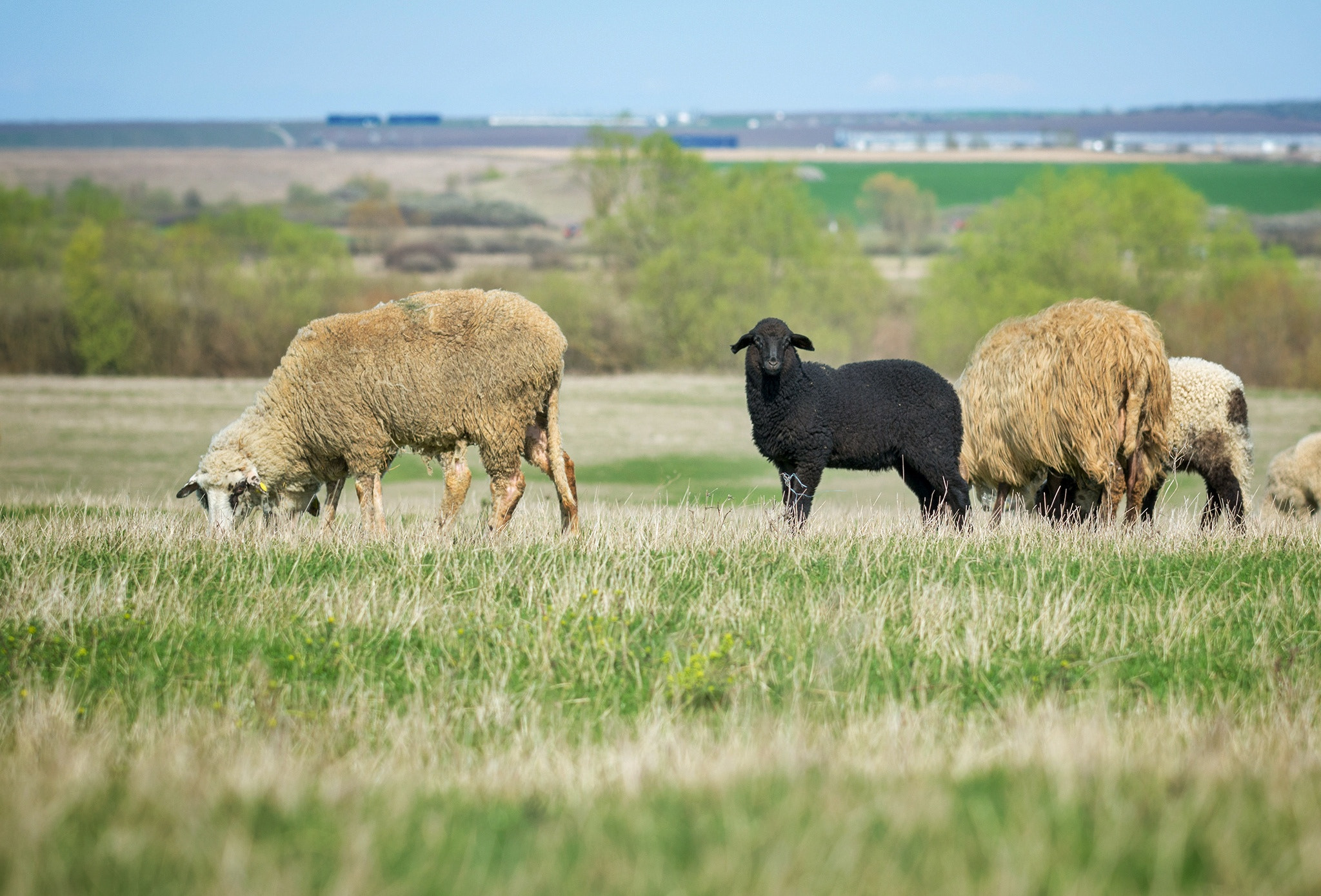 Nikon AF-S Nikkor 70-200mm F4G ED VR sample photo. Black lamb photography