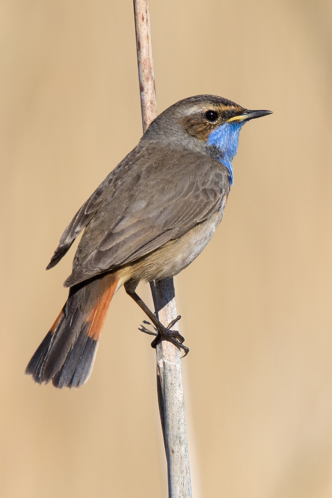 Canon EF 500mm F4L IS II USM sample photo. Luscinia svecica photography