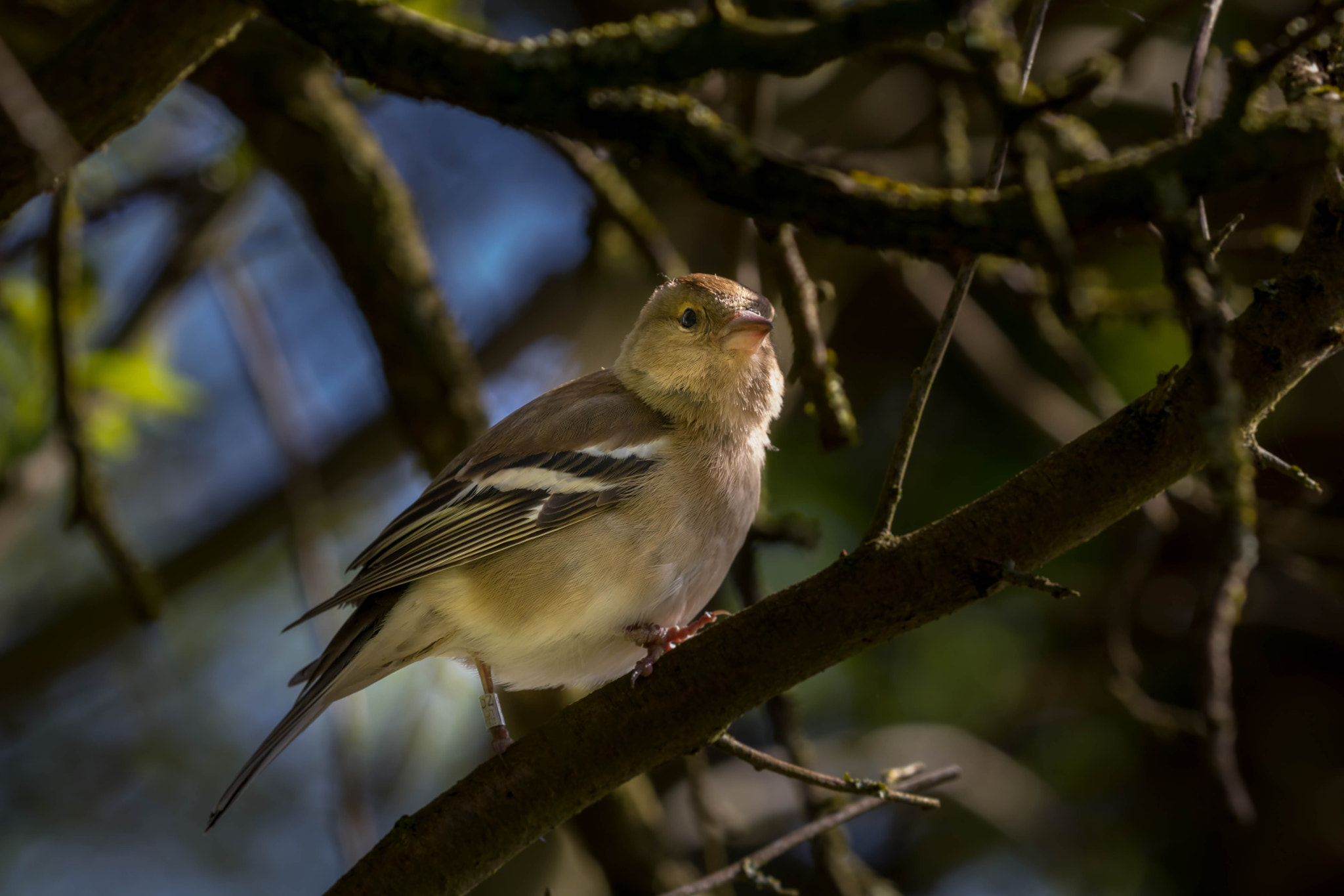 Canon EOS 760D (EOS Rebel T6s / EOS 8000D) + Canon EF 100-400mm F4.5-5.6L IS II USM sample photo. Spring is in the air photography