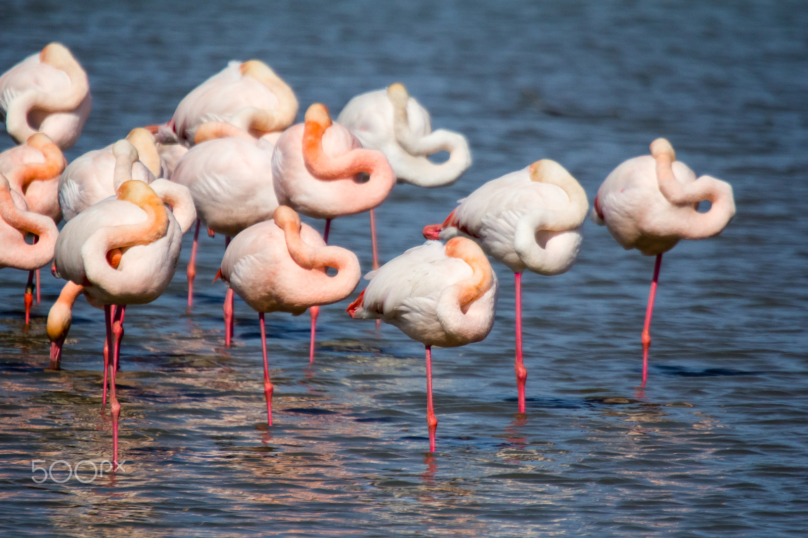 Canon EOS 60D sample photo. Pink flamigos photography
