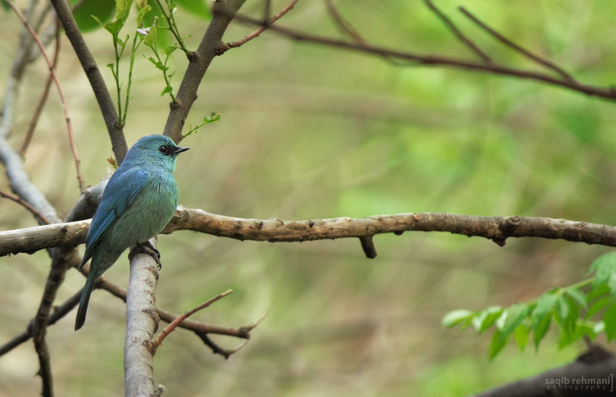Canon EF-S 55-250mm F4-5.6 IS II sample photo. Verditer flycatcher photography