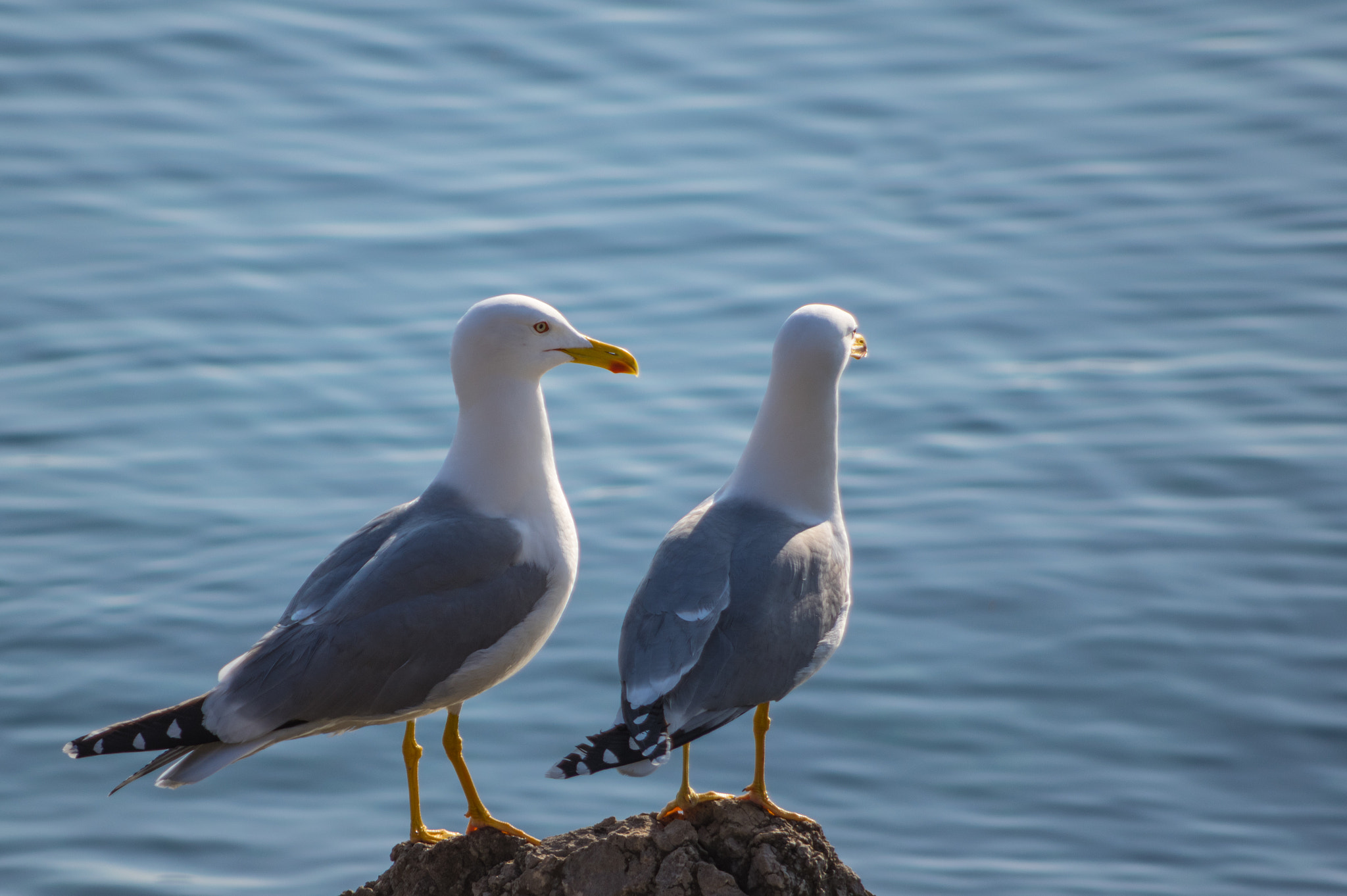 Pentax K-3 + HD Pentax DA 55-300mm F4.0-5.8 ED WR sample photo. Duo on the coast photography