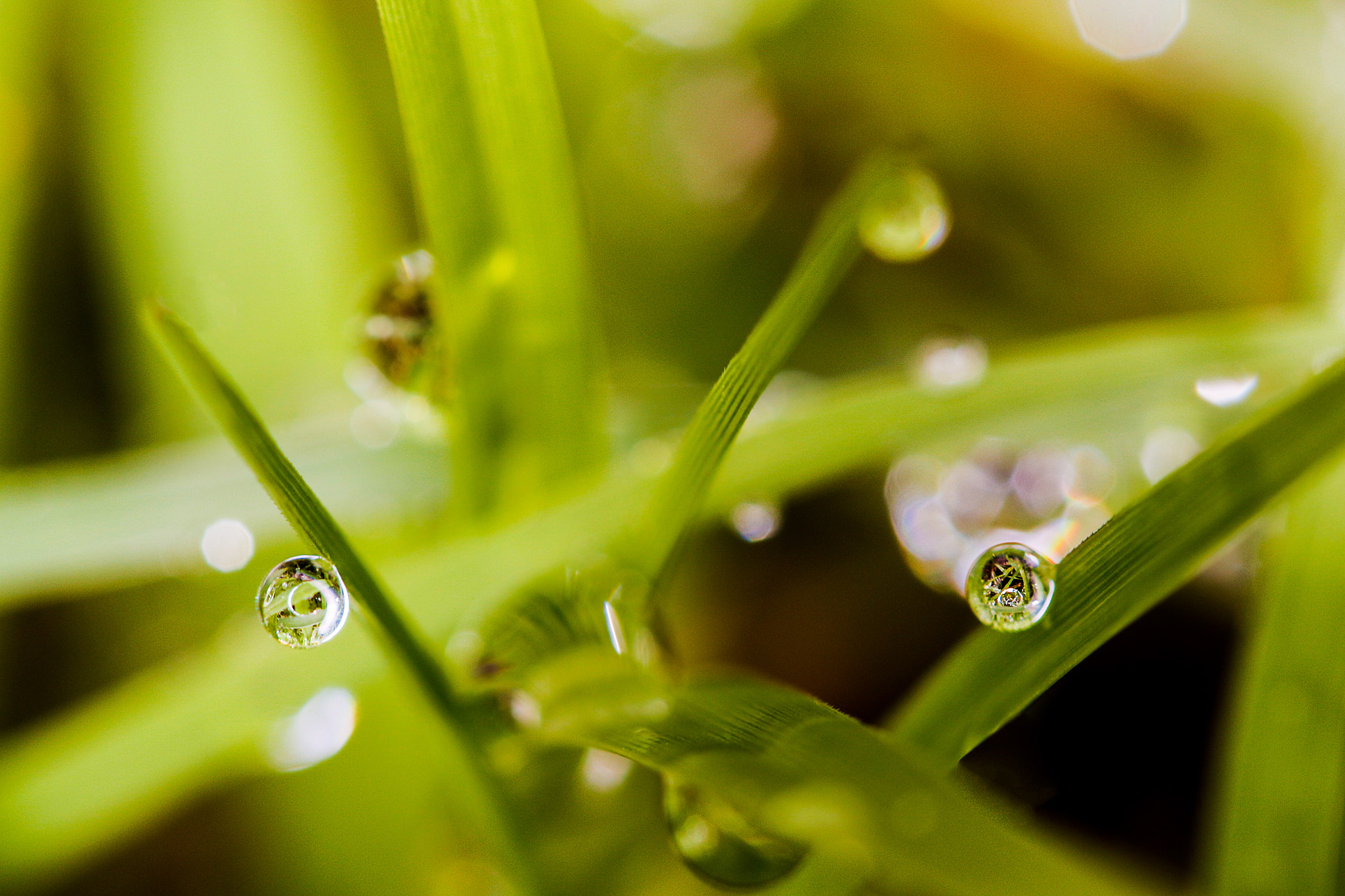 Canon EF 100mm F2.8L Macro IS USM sample photo. Raindrops gliding on blade of grass photography