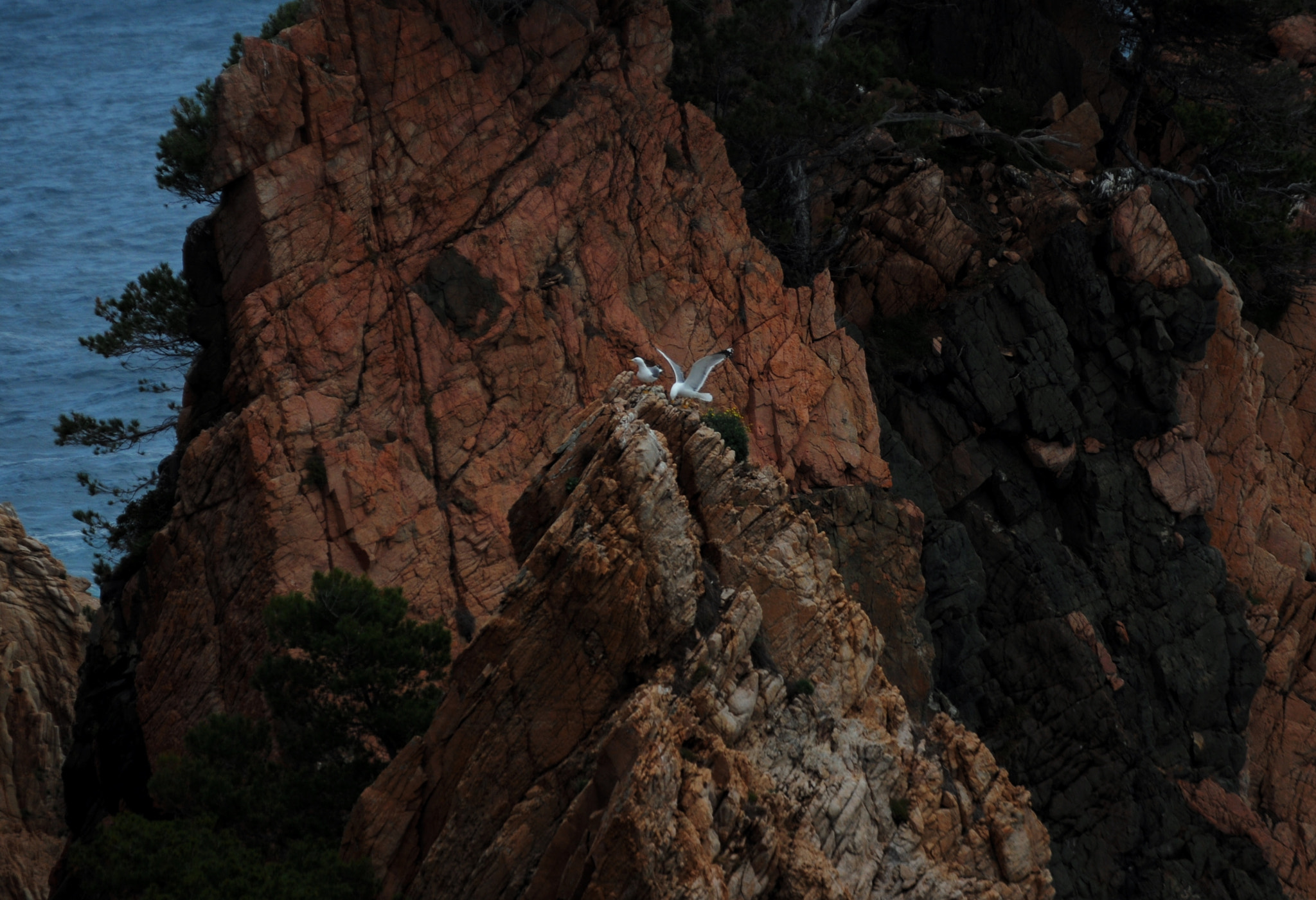 Nikon D5000 sample photo. Seagull bluff photography