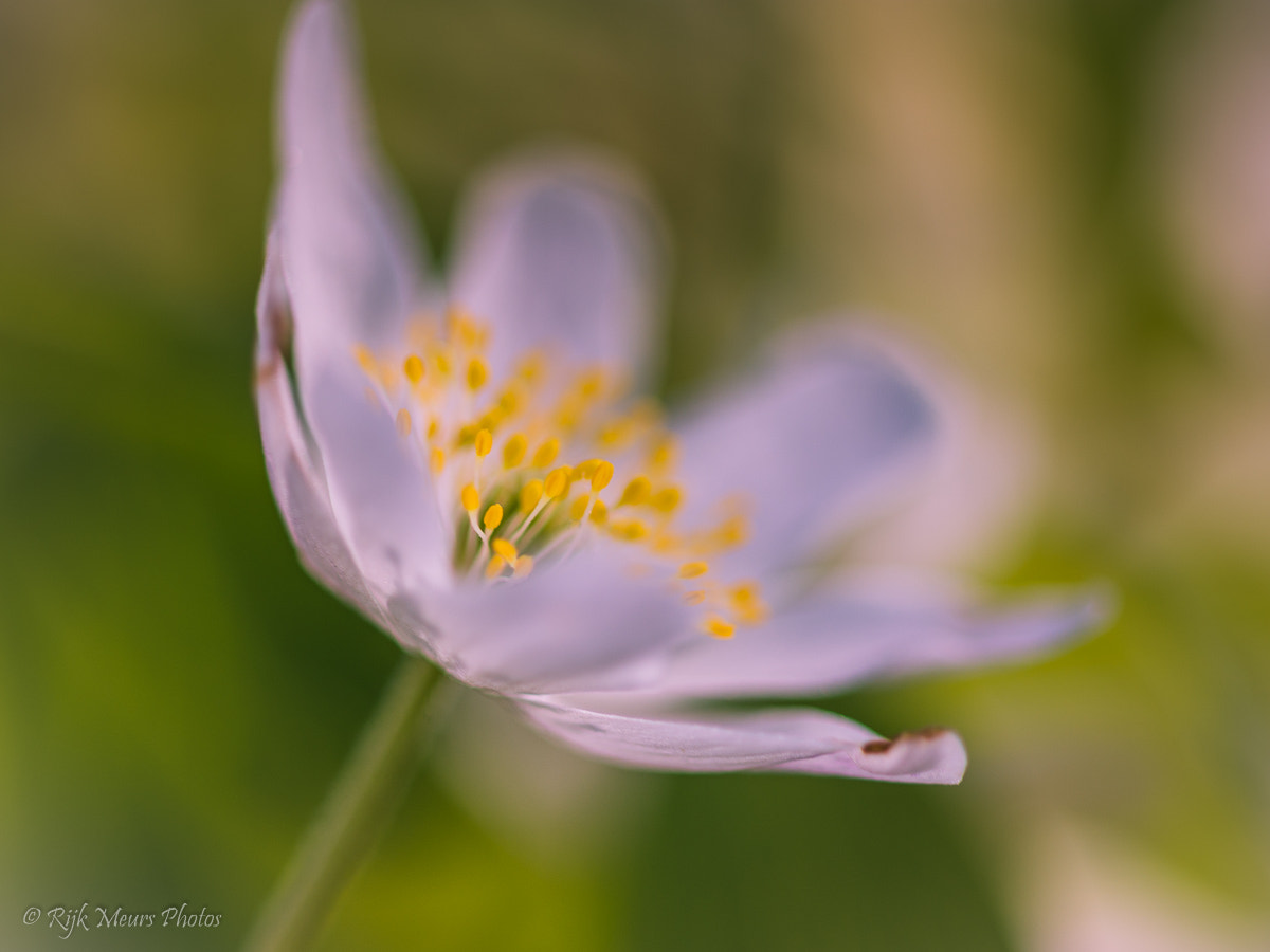 Sigma 105mm F2.8 EX DG OS HSM sample photo. Spring time photography