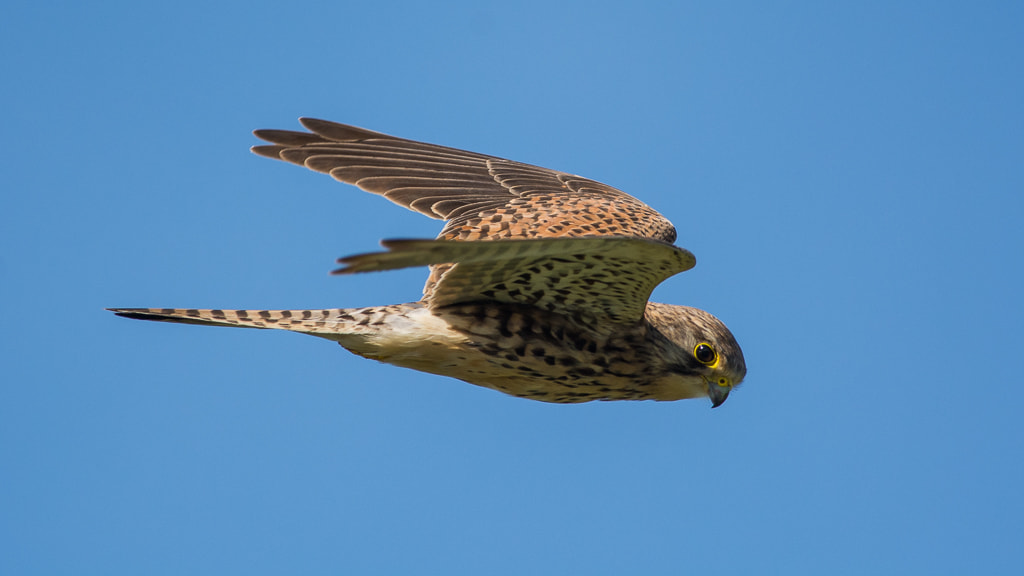 Nikon D7100 sample photo. Female kestrel photography