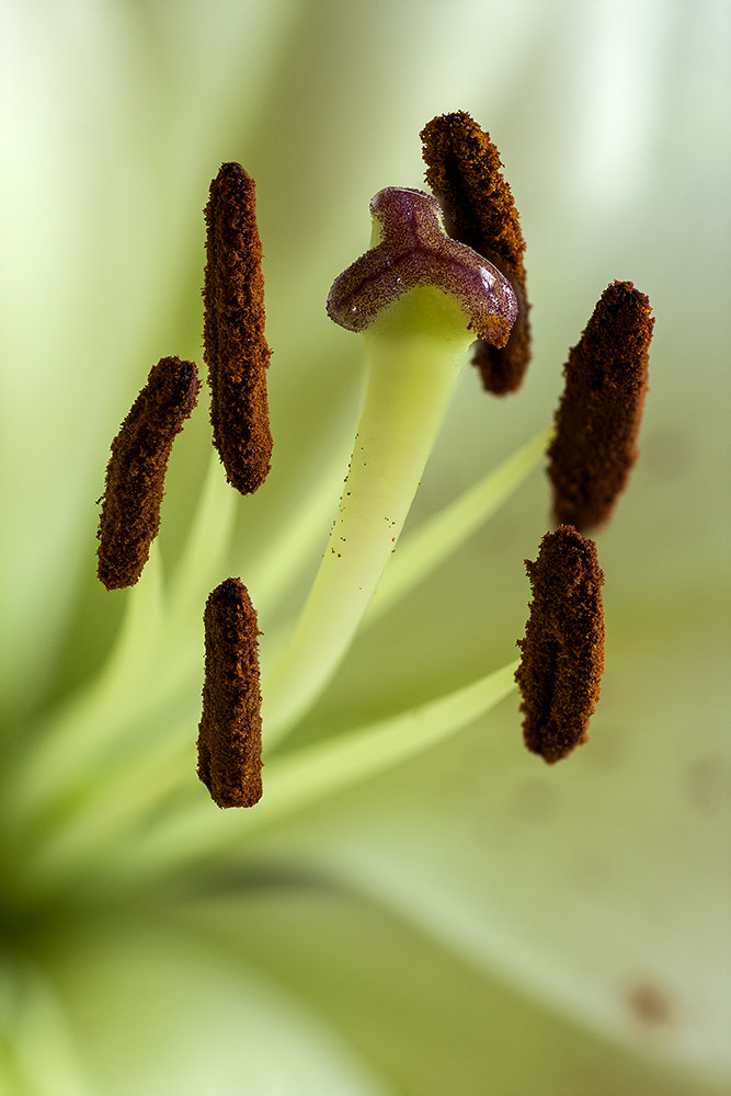 Tamron SP AF 90mm F2.8 Di Macro sample photo. Pollinis photography