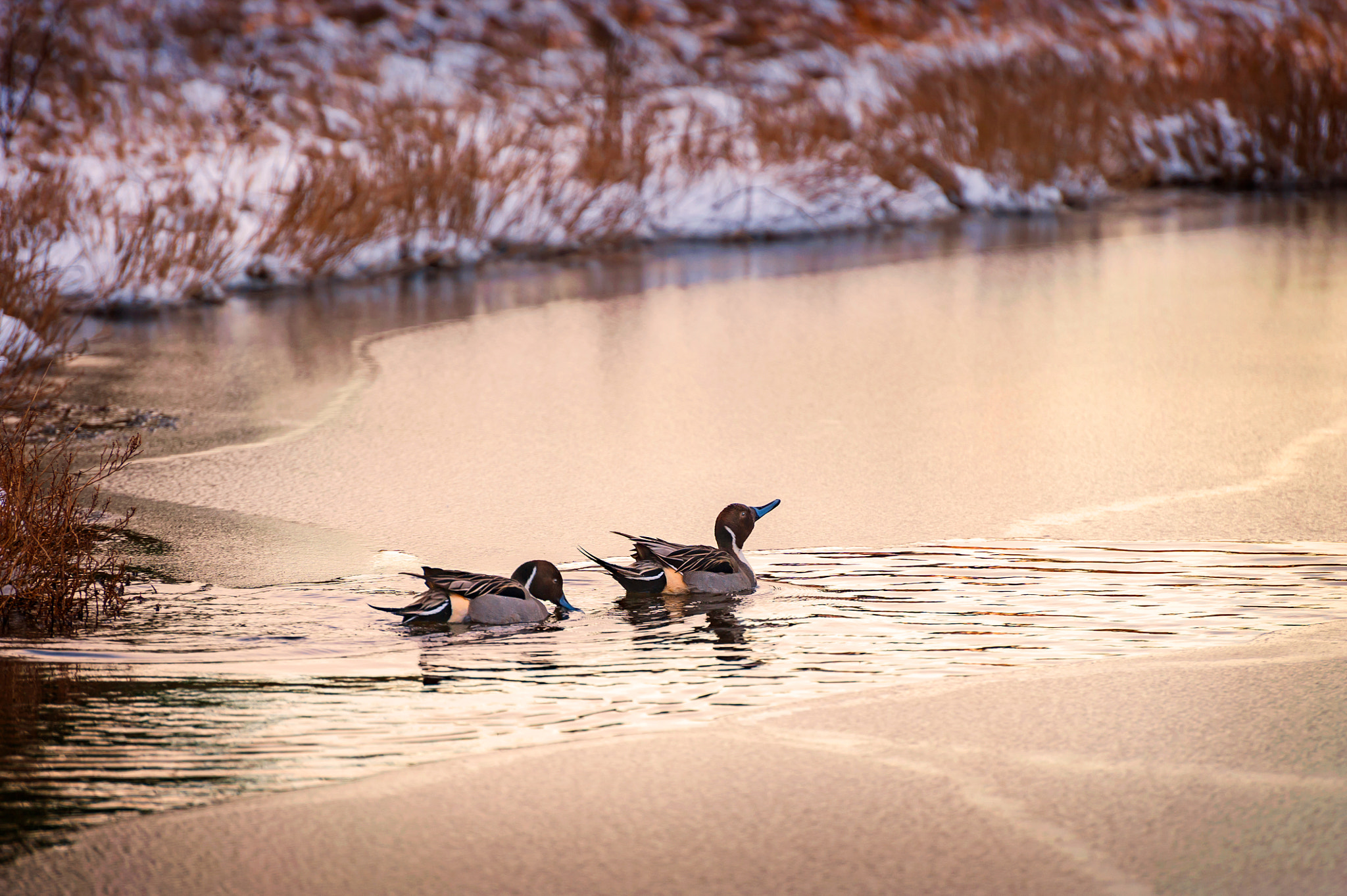 Nikon D700 sample photo. Pintail ducks at sunset photography