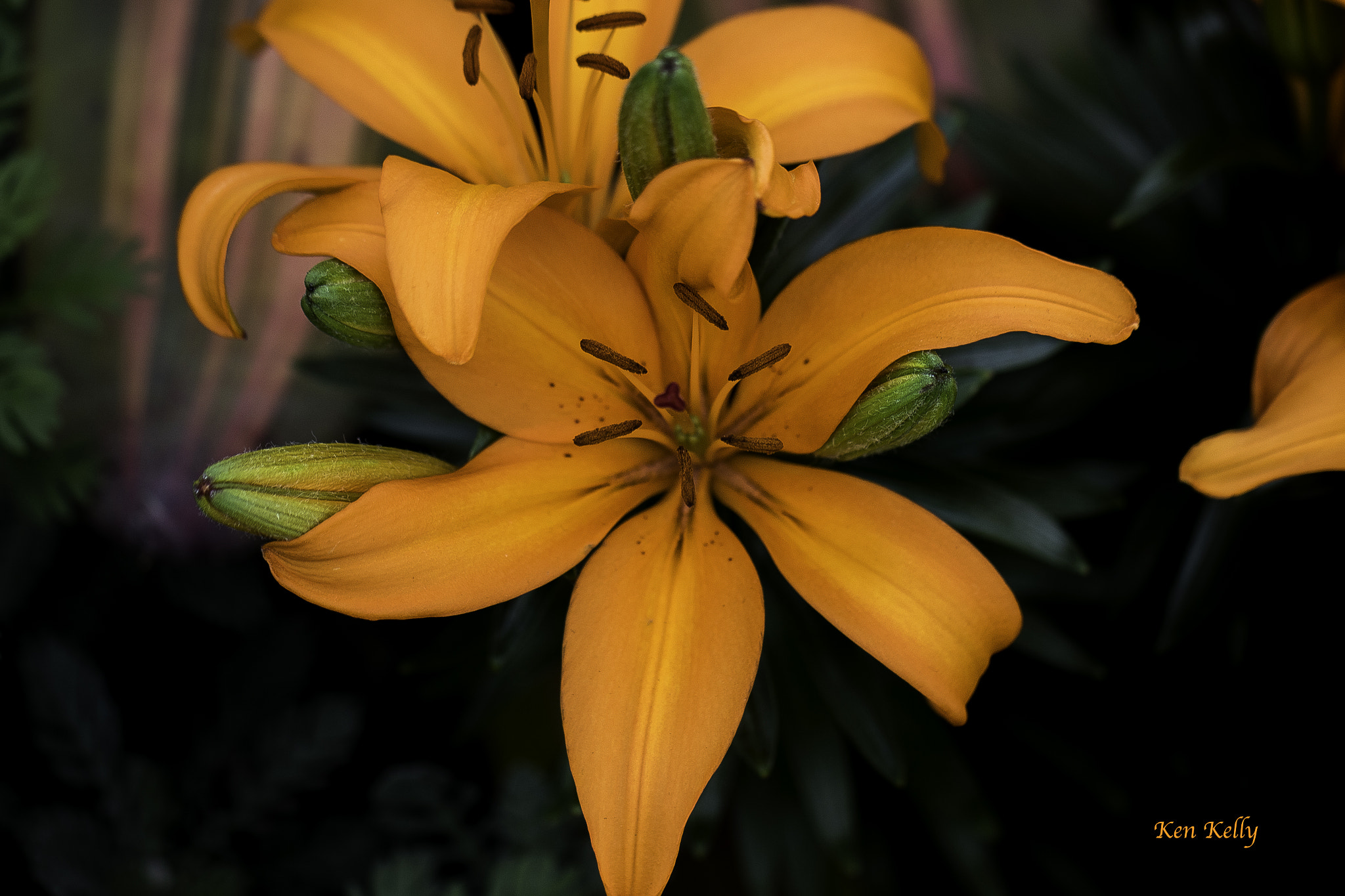 Canon EOS 7D Mark II sample photo. Orange lily photography