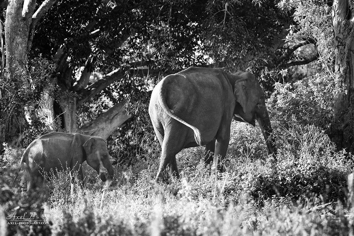 Sigma 150-600mm F5-6.3 DG OS HSM | C sample photo. Elephant - sri lanka photography