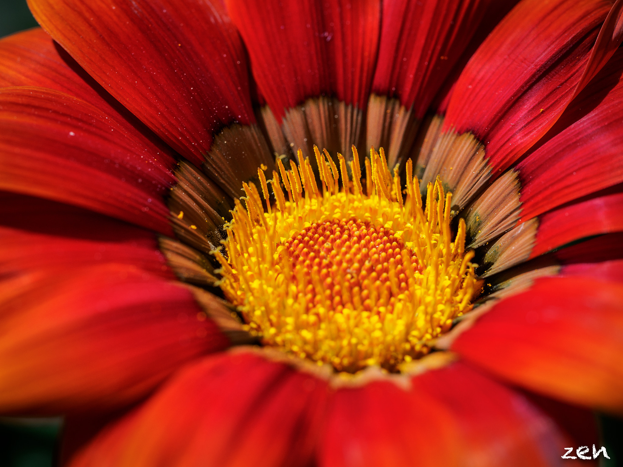 Olympus M.Zuiko Digital ED 60mm F2.8 Macro sample photo. Colors of flowers... photography