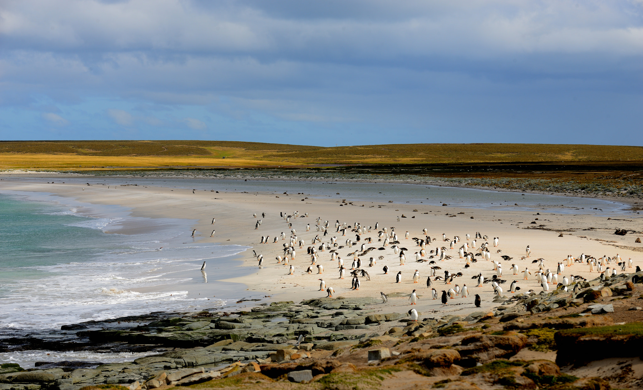 Nikon D800 sample photo. Falkland islands = penguin islands! photography