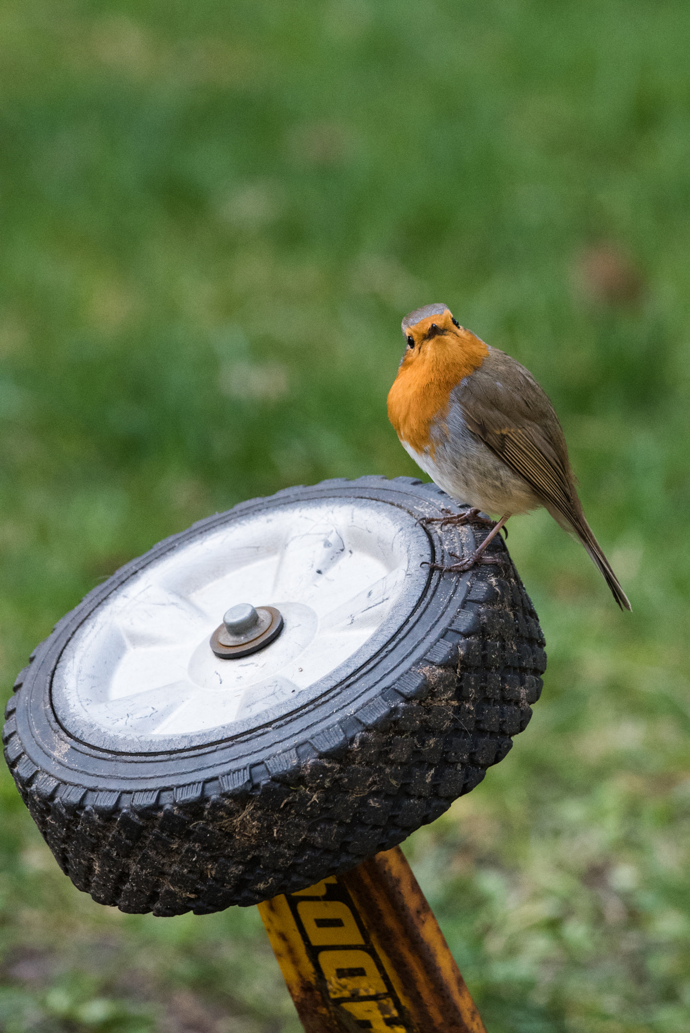 Sigma 150-600mm F5-6.3 DG OS HSM | C sample photo. Robin the punk photography