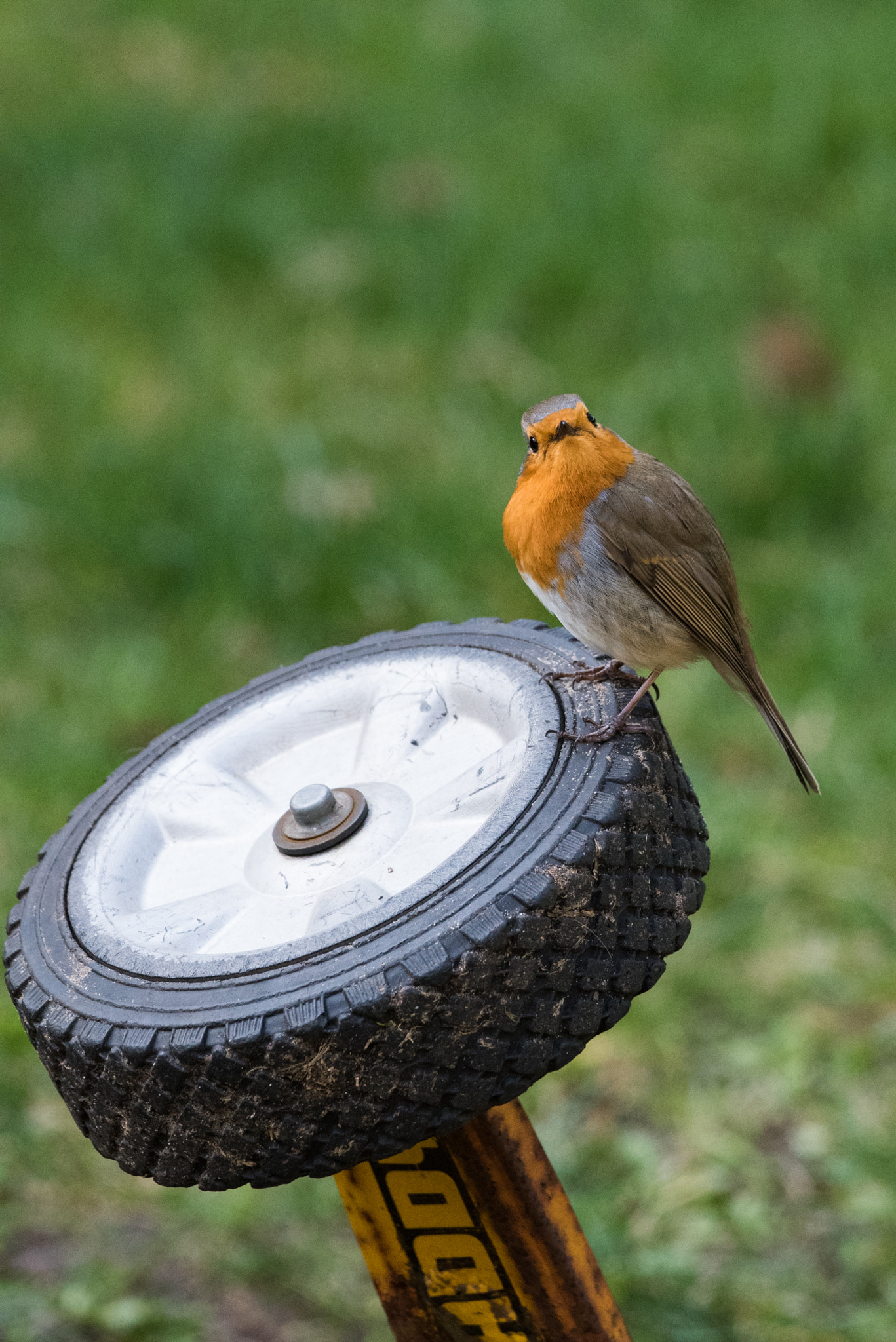 Nikon D750 + Sigma 150-600mm F5-6.3 DG OS HSM | C sample photo. Robin the punk photography