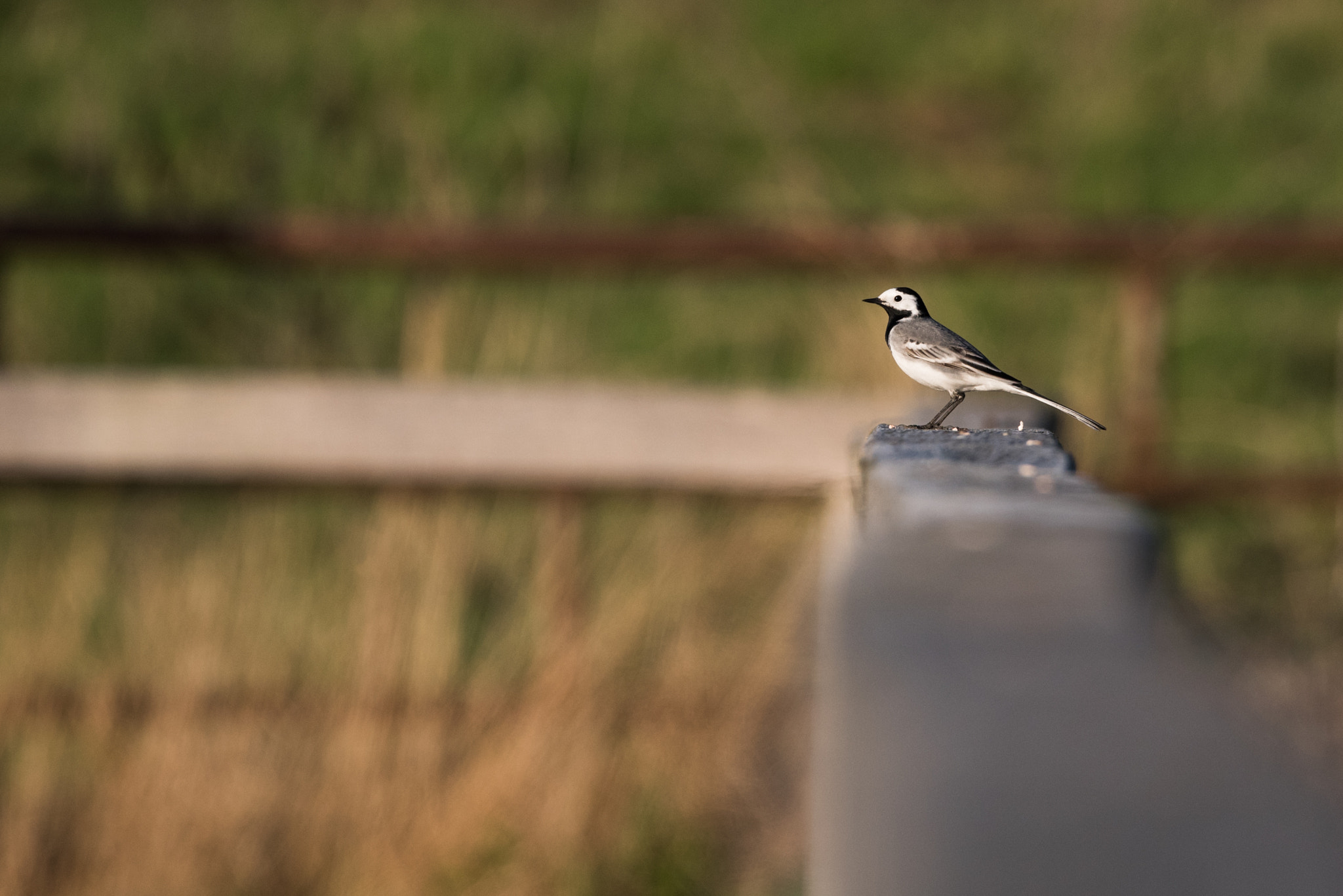 Nikon D750 sample photo. A wagtail posing photography