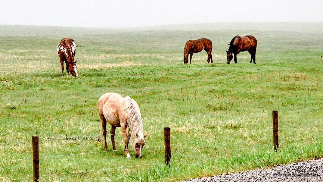 Olympus E-10 sample photo. Four horses photography